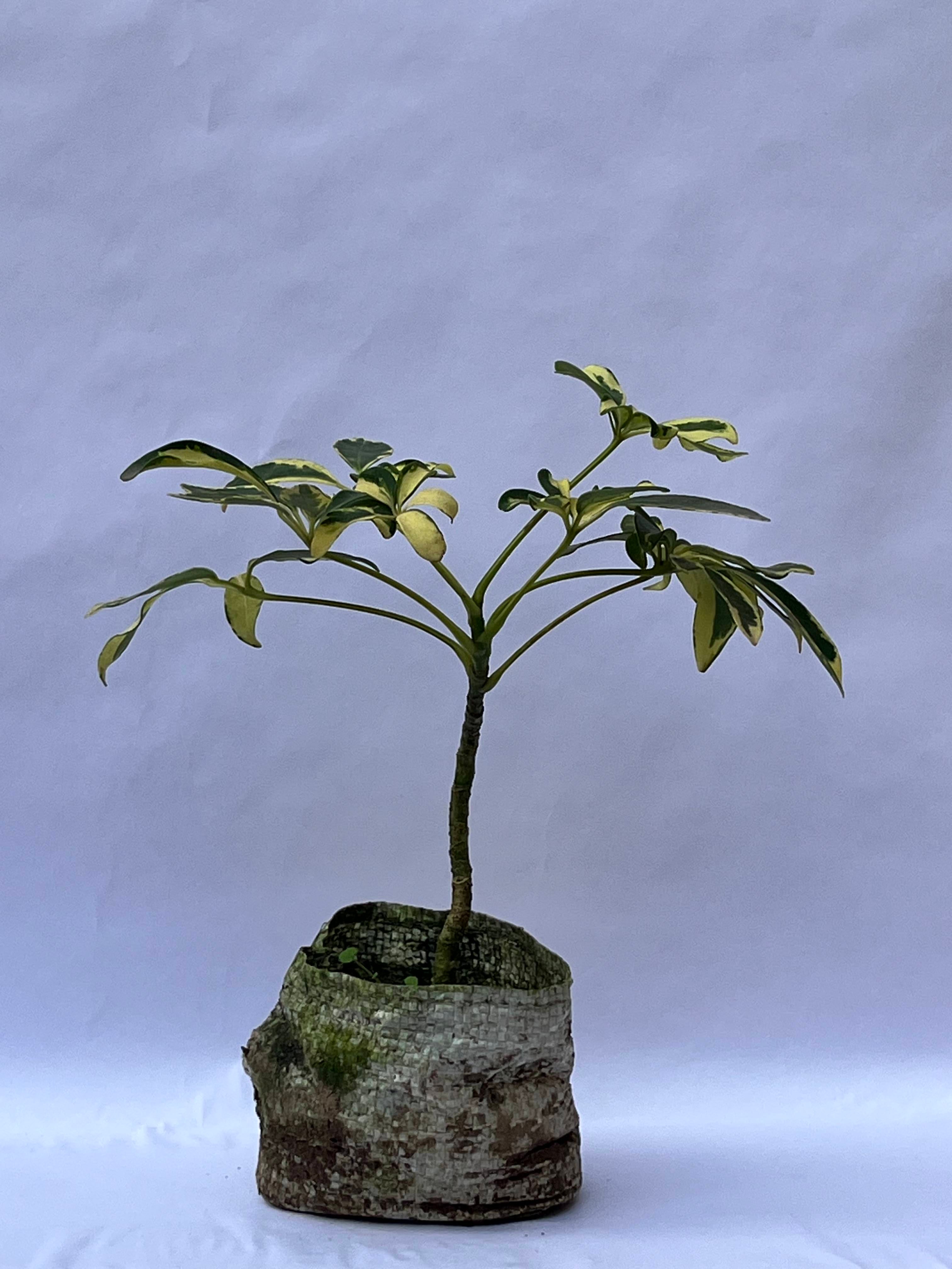 Variegated Dwarf Umbrella Plant (Schefflera arboricola) – Indoor Table Plant | ExcellentPlant