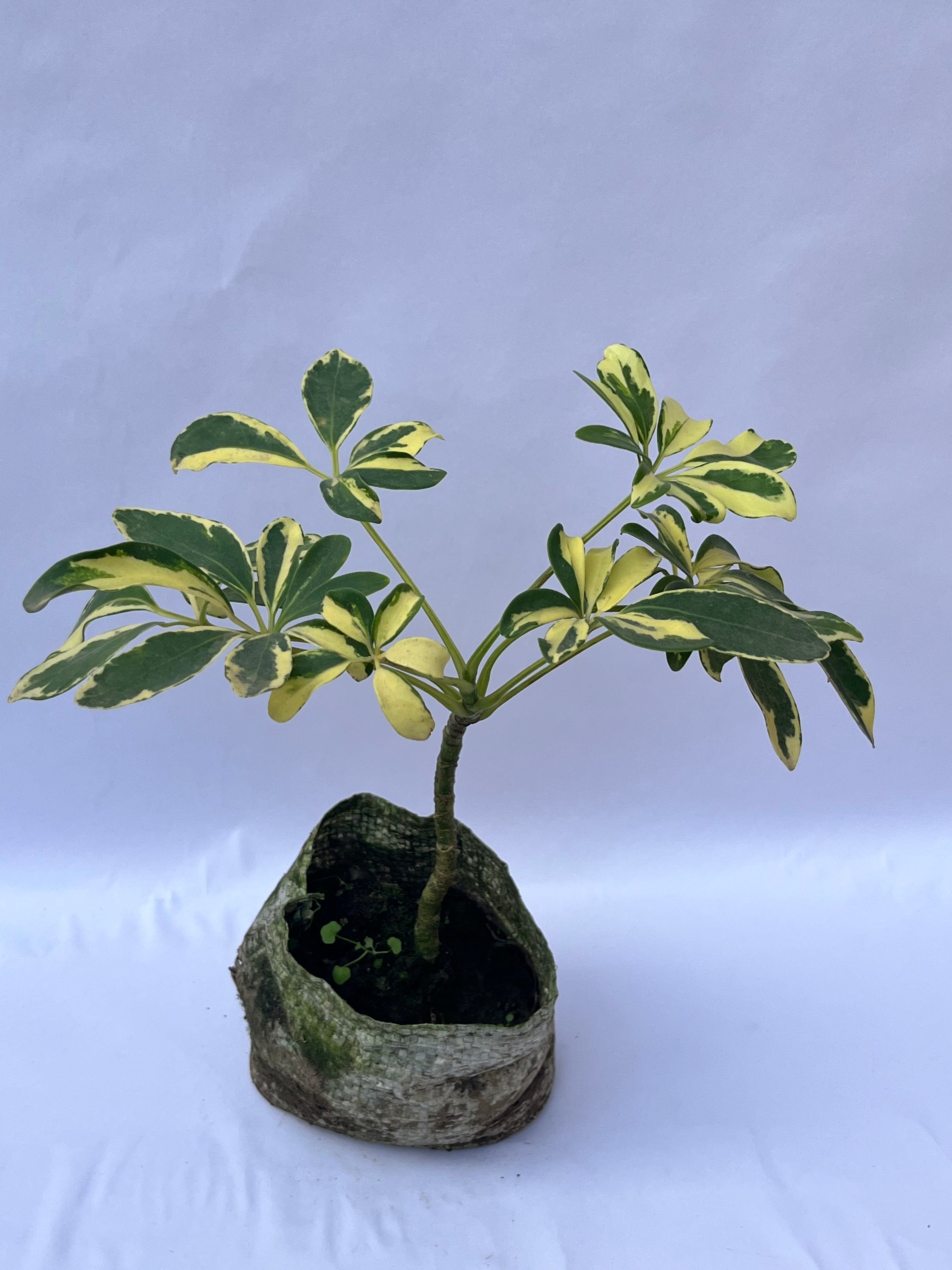 Variegated Dwarf Umbrella Plant (Schefflera arboricola) – Indoor Table Plant | ExcellentPlant