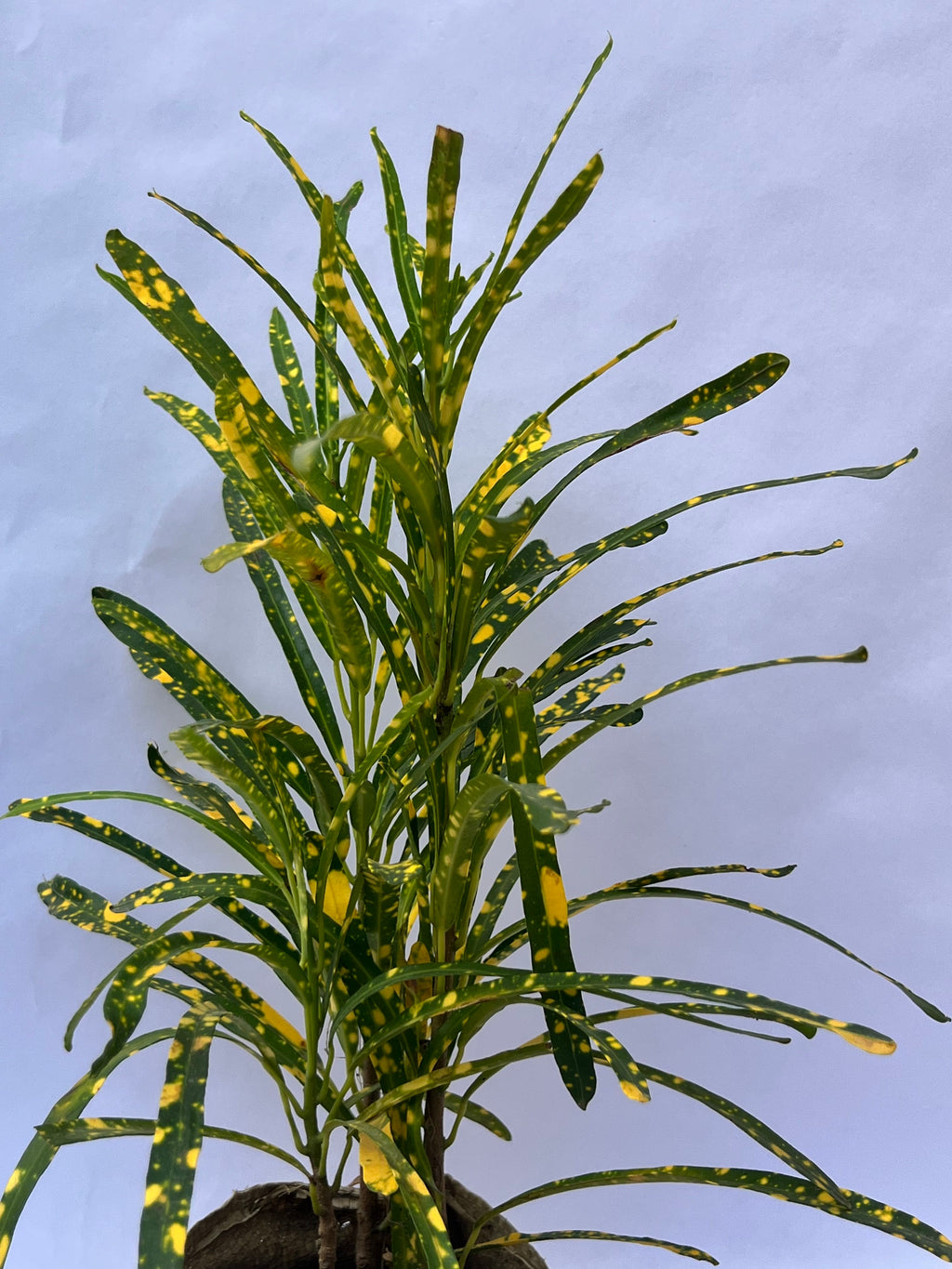 Croton Gold Dust Plant (Codiaeum variegatum) – Indoor & Outdoor Decorative Plant | ExcellentPlant