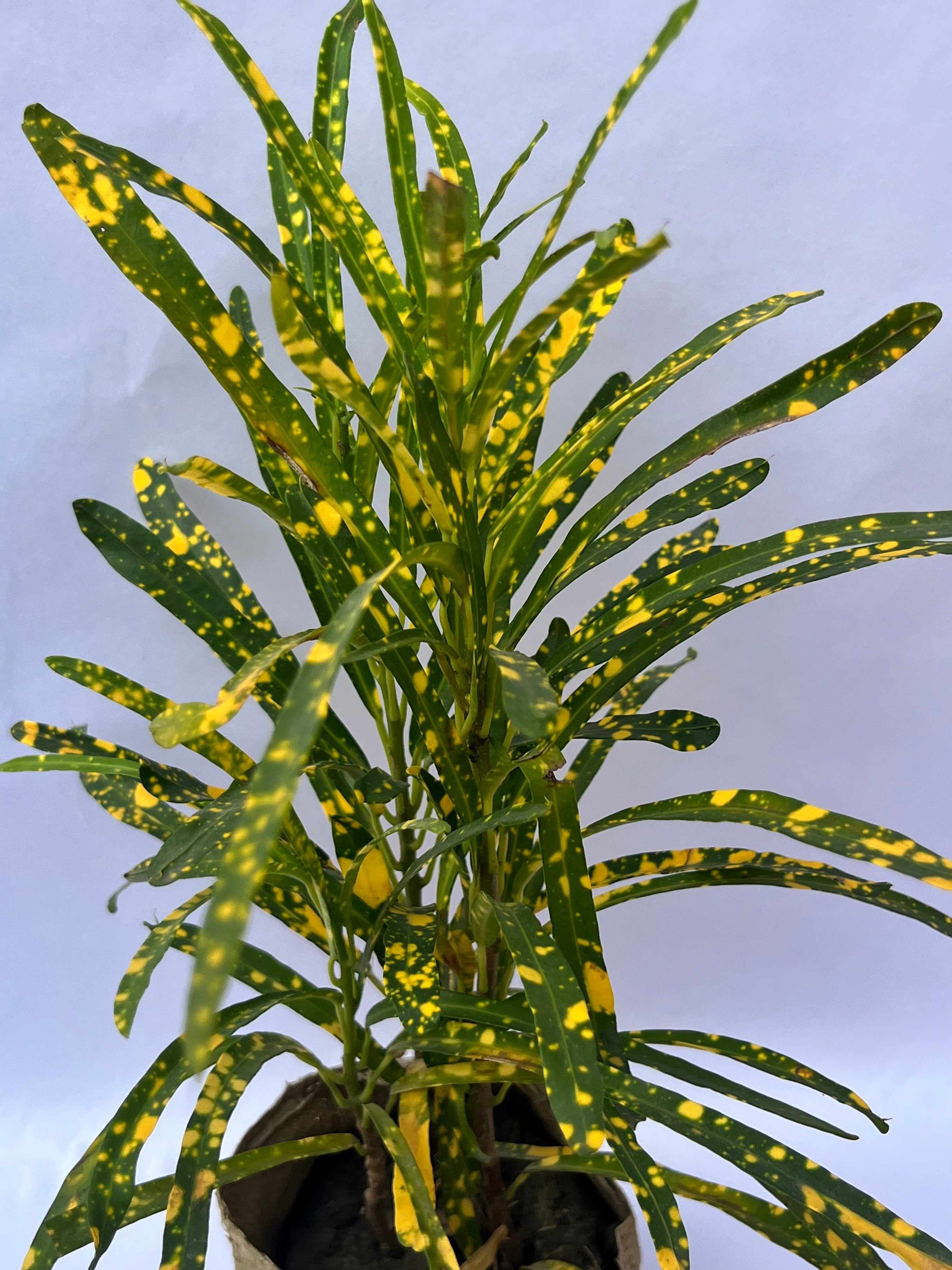 Croton Gold Dust Plant (Codiaeum variegatum) – Indoor & Outdoor Decorative Plant | ExcellentPlant