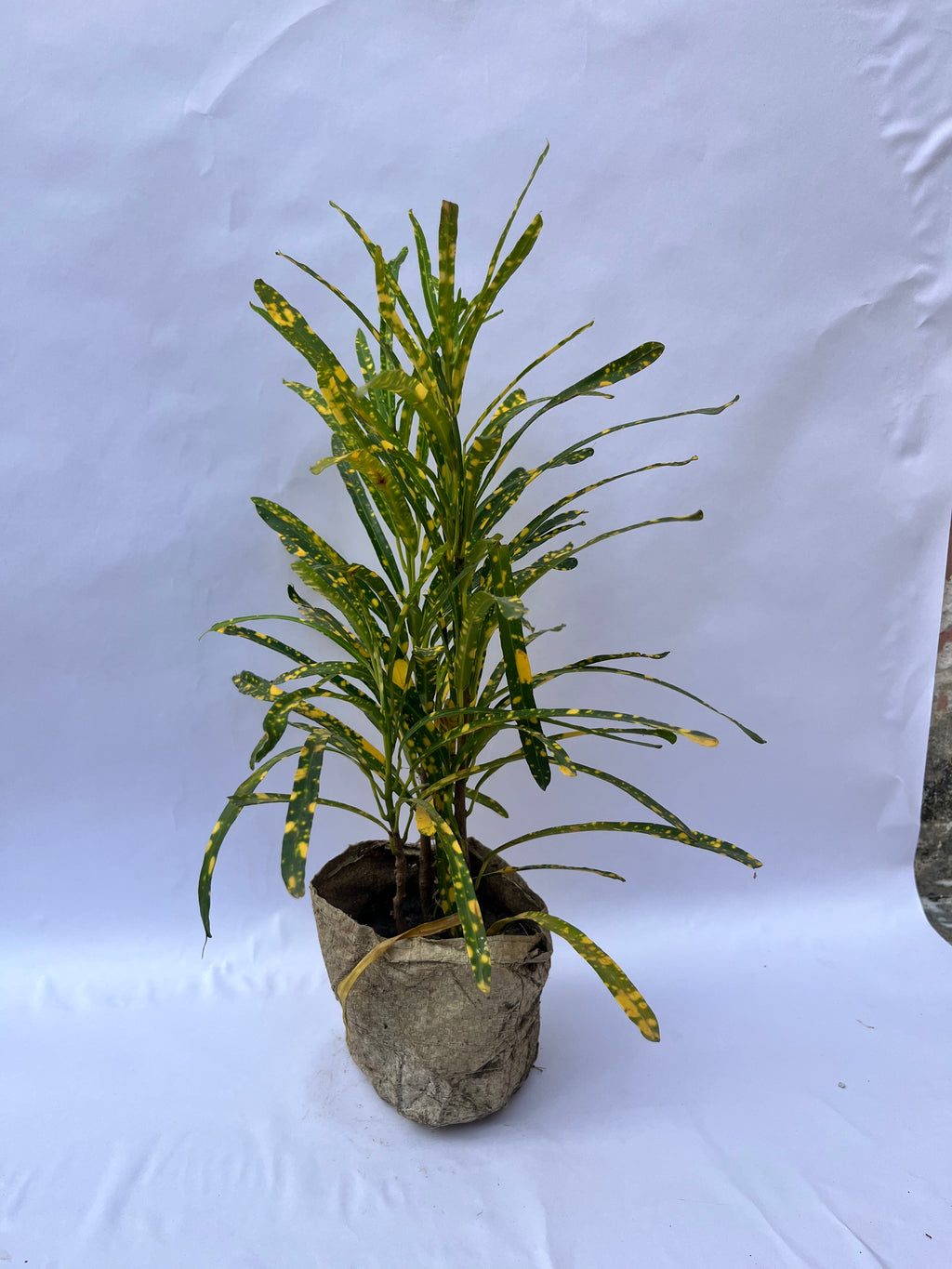 Croton Gold Dust Plant (Codiaeum variegatum) – Indoor & Outdoor Decorative Plant | ExcellentPlant