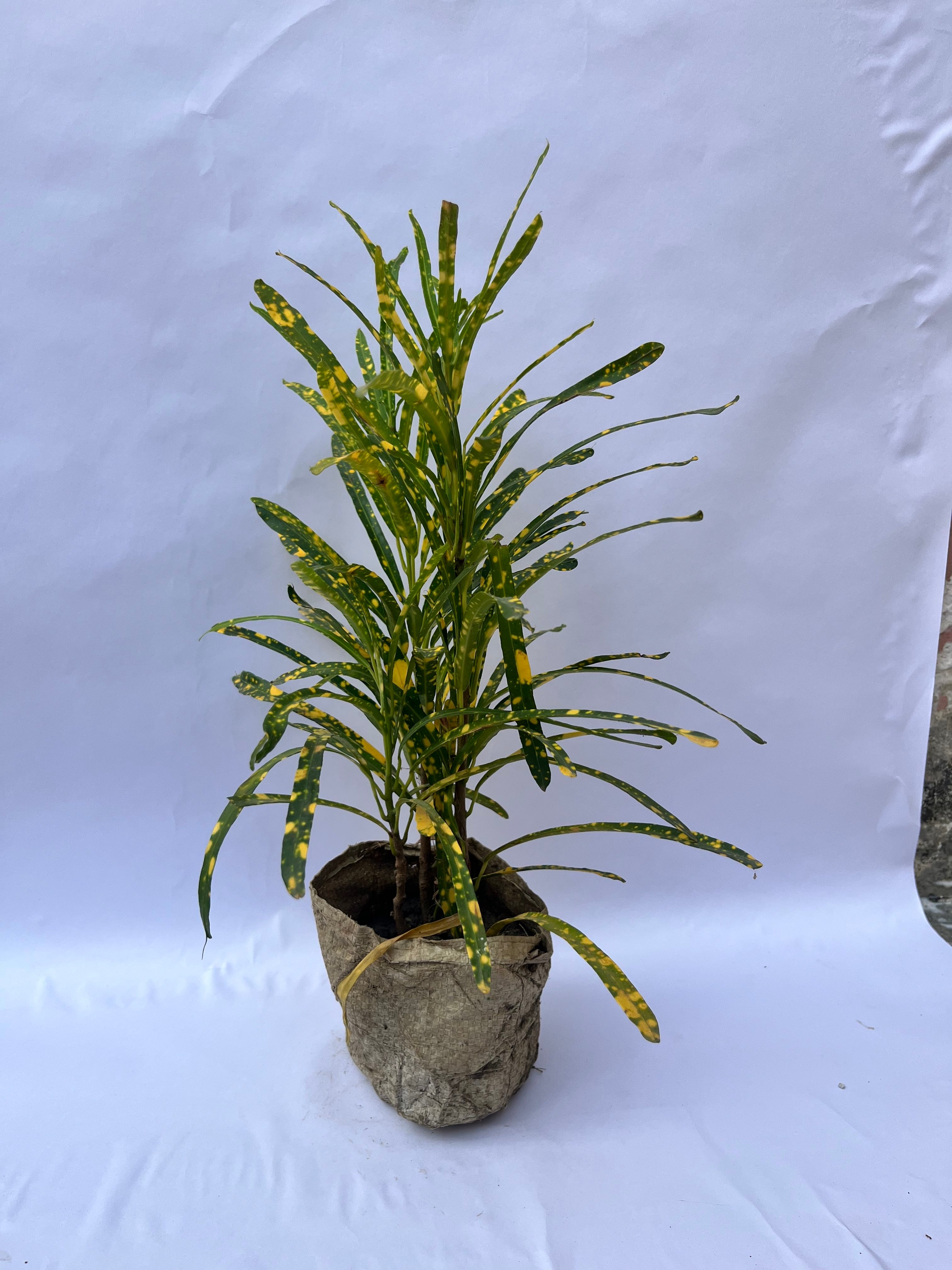 Croton Gold Dust Plant (Codiaeum variegatum) – Indoor & Outdoor Decorative Plant | ExcellentPlant