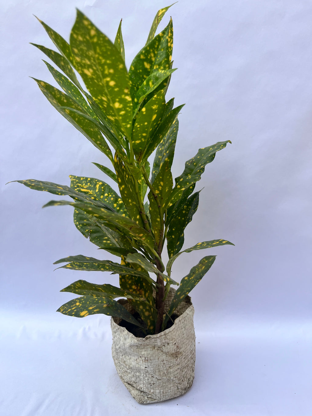 Croton Gold Dust Broad Leaf Plant (Codiaeum variegatum) – Indoor & Outdoor Decorative Plant | ExcellentPlant