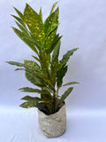Croton Gold Dust Broad Leaf Plant (Codiaeum variegatum) – Indoor & Outdoor Decorative Plant | ExcellentPlant