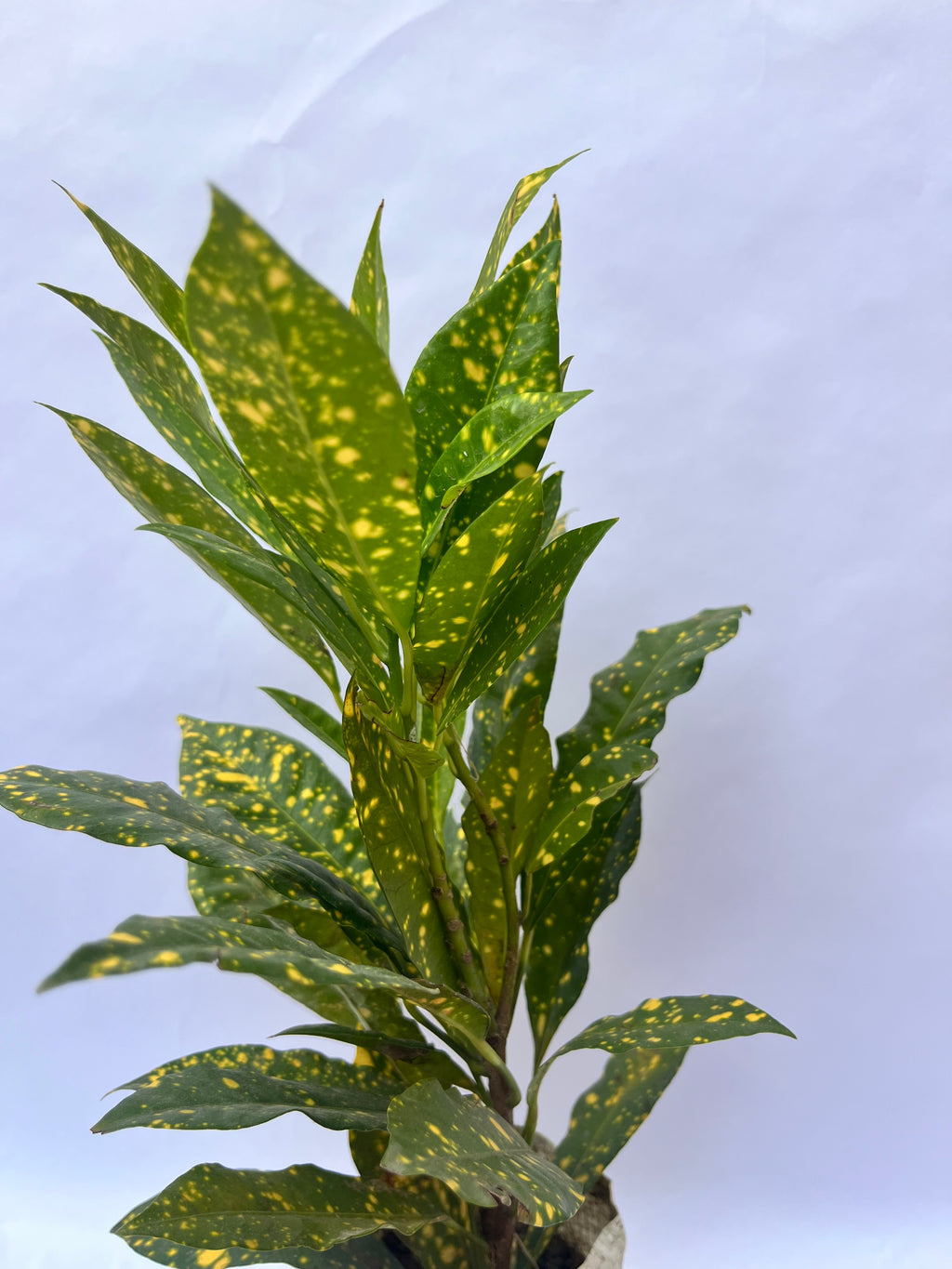 Croton Gold Dust Broad Leaf Plant (Codiaeum variegatum) – Indoor & Outdoor Decorative Plant | ExcellentPlant