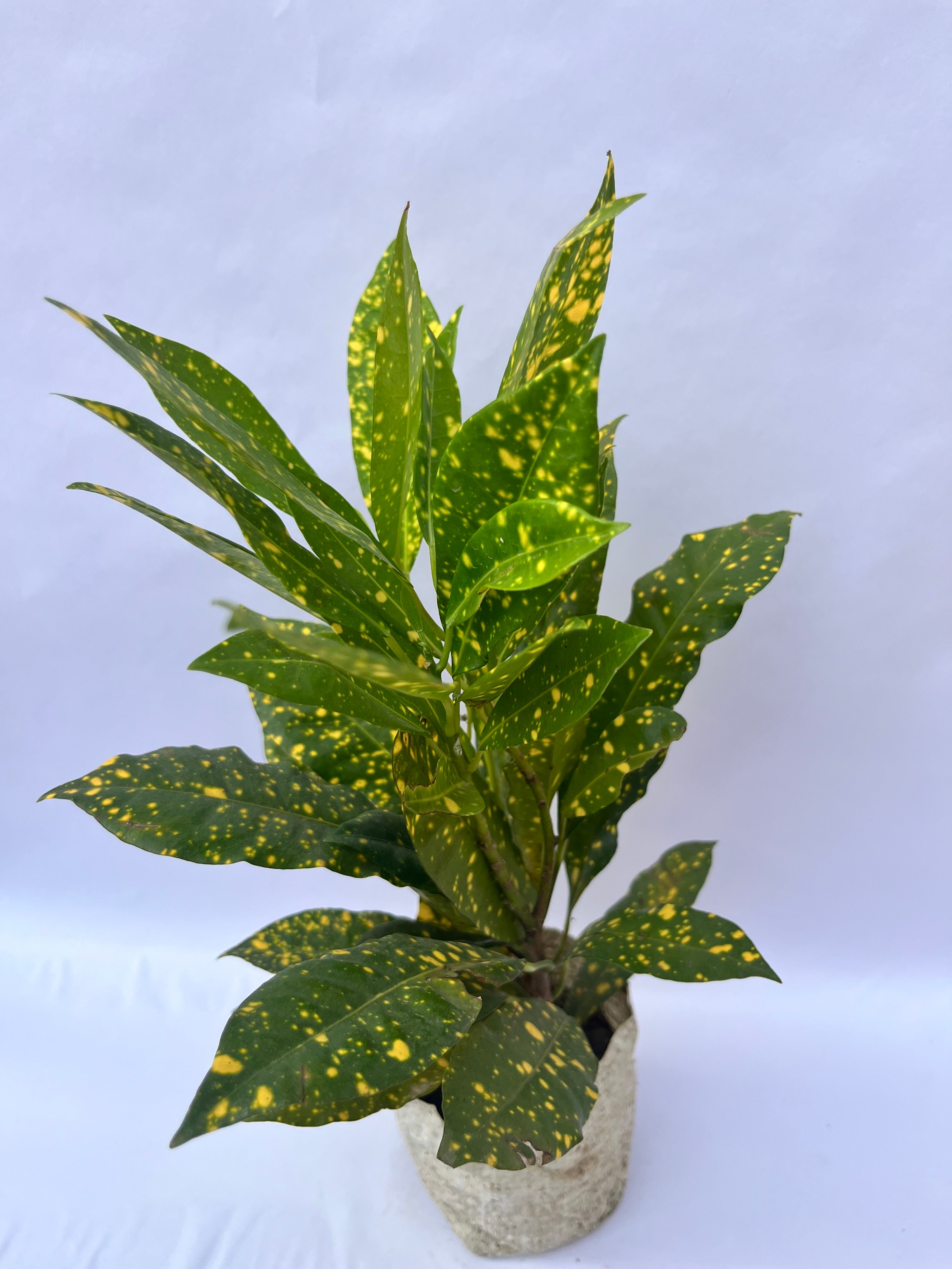 Croton Gold Dust Broad Leaf Plant (Codiaeum variegatum) – Indoor & Outdoor Decorative Plant | ExcellentPlant
