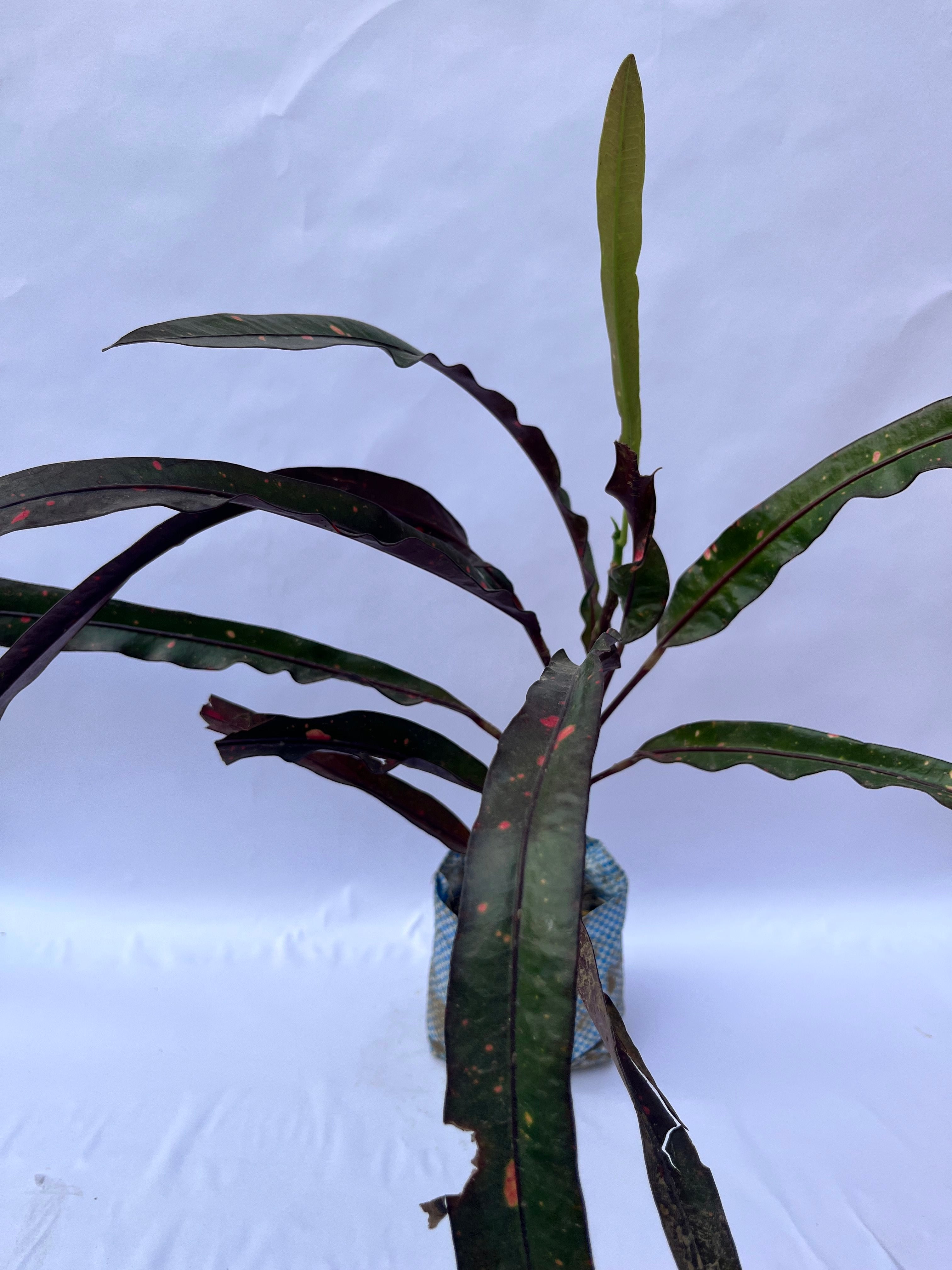 Croton Mammy Plant (Codiaeum variegatum ‘Mammy’) – Indoor & Outdoor Decorative Plant | ExcellentPlant