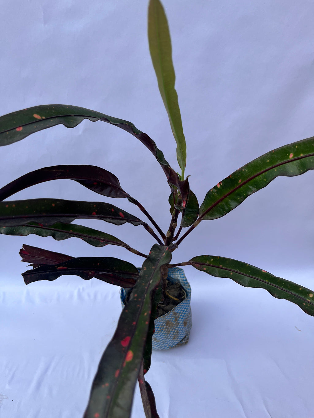 Croton Mammy Plant (Codiaeum variegatum ‘Mammy’) – Indoor & Outdoor Decorative Plant | ExcellentPlant