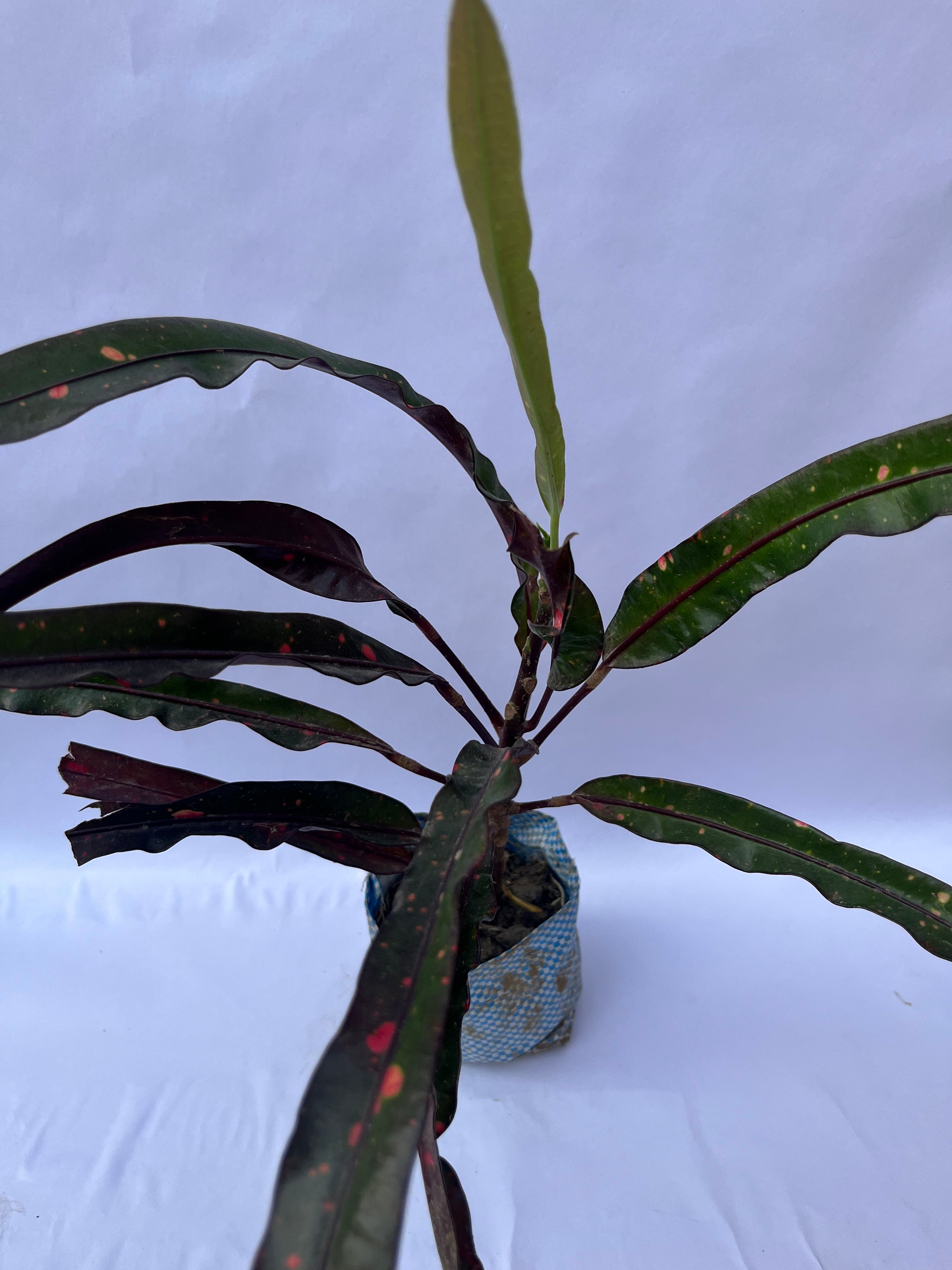 Croton Mammy Plant (Codiaeum variegatum ‘Mammy’) – Indoor & Outdoor Decorative Plant | ExcellentPlant