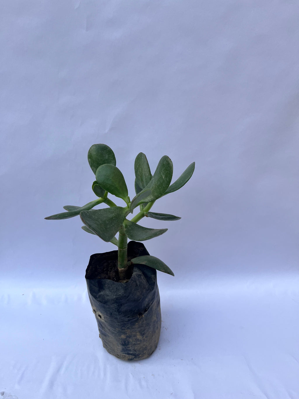 Jade Plant (Crassula ovata) – Lucky Money Succulent for Home & Office | ExcellentPlant