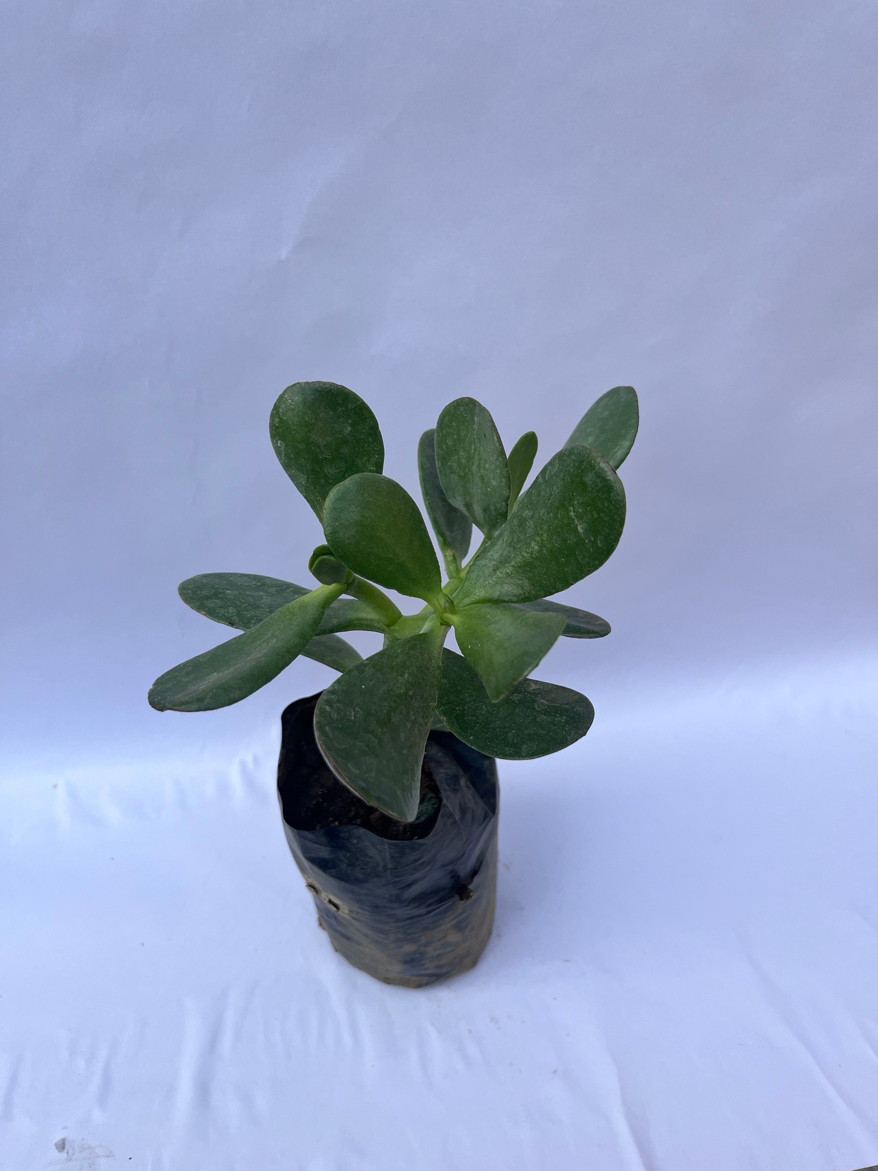Jade Plant (Crassula ovata) – Lucky Money Succulent for Home & Office | ExcellentPlant