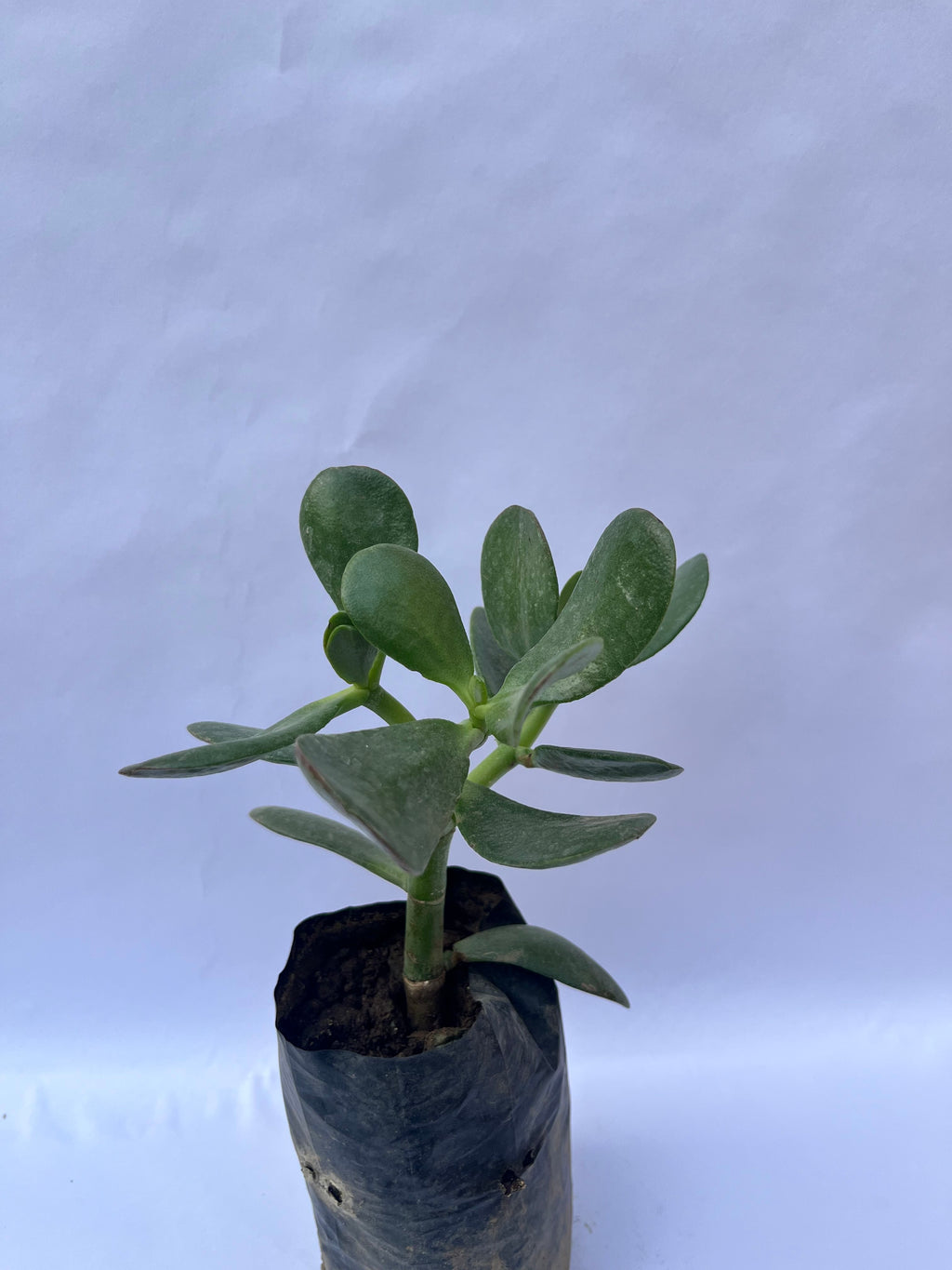 Jade Plant (Crassula ovata) – Lucky Money Succulent for Home & Office | ExcellentPlant