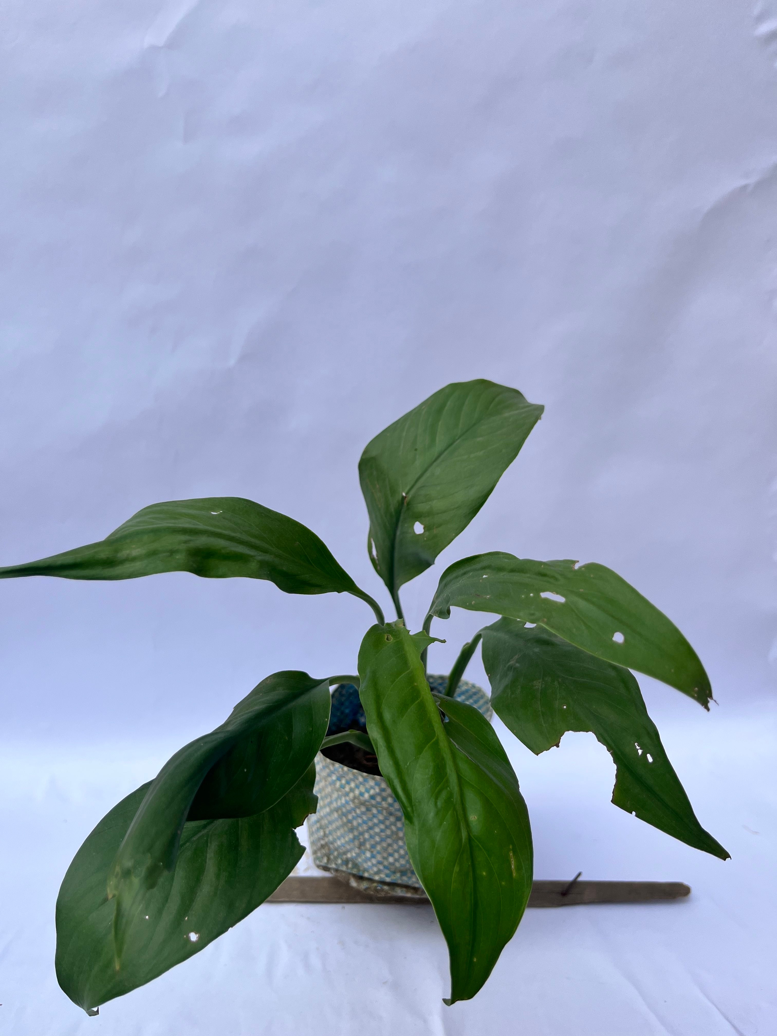 Peace Lily (Spathiphyllum) – Air Purifying Indoor Plant | ExcellentPlant