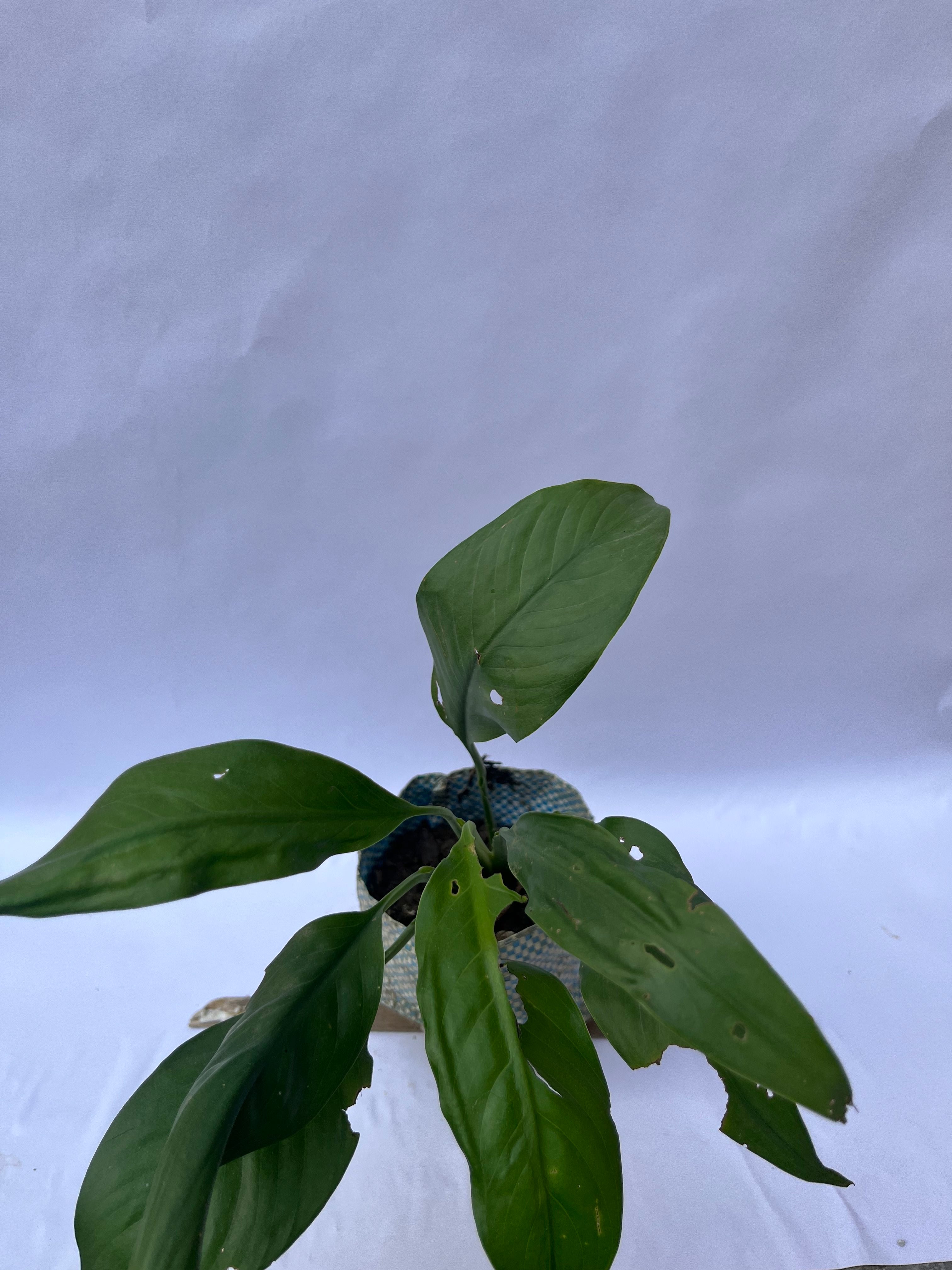 Peace Lily (Spathiphyllum) – Air Purifying Indoor Plant | ExcellentPlant