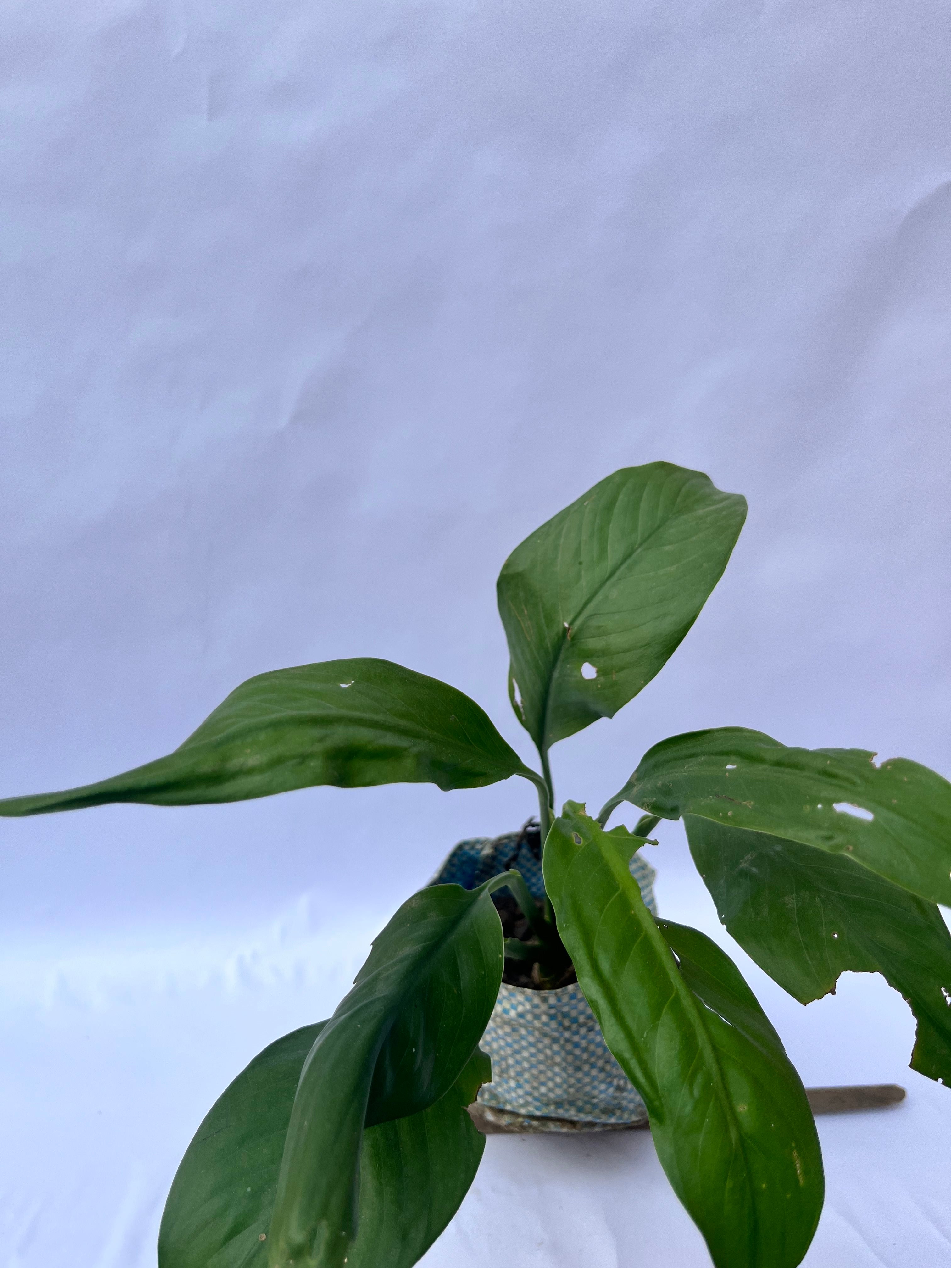 Peace Lily (Spathiphyllum) – Air Purifying Indoor Plant | ExcellentPlant