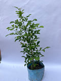Murraya Paniculata (Kamini Plant / Orange Jasmine) – Fragrant Indoor & Outdoor Plant | ExcellentPlant