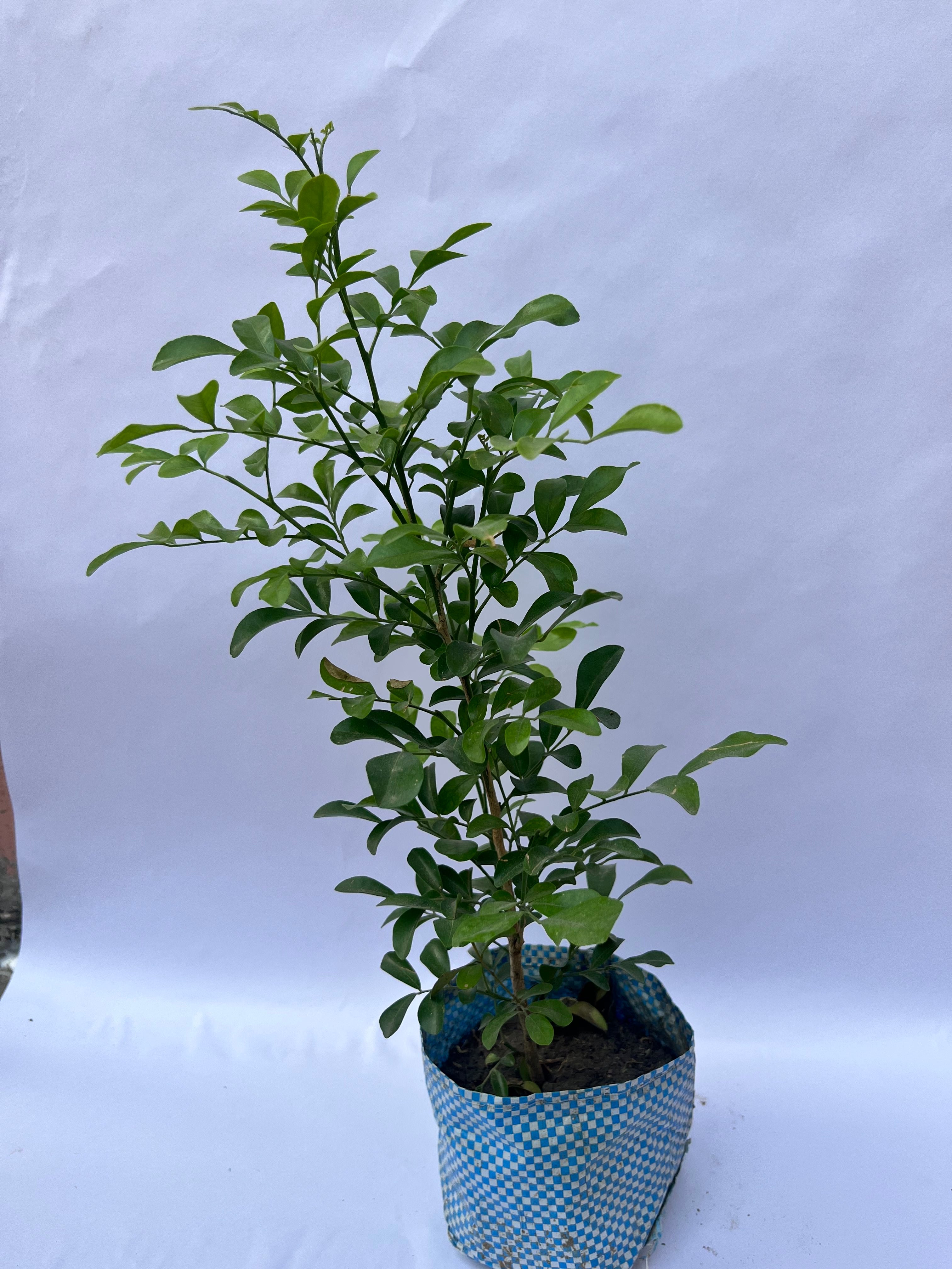 Murraya Paniculata (Kamini Plant / Orange Jasmine) – Fragrant Indoor & Outdoor Plant | ExcellentPlant