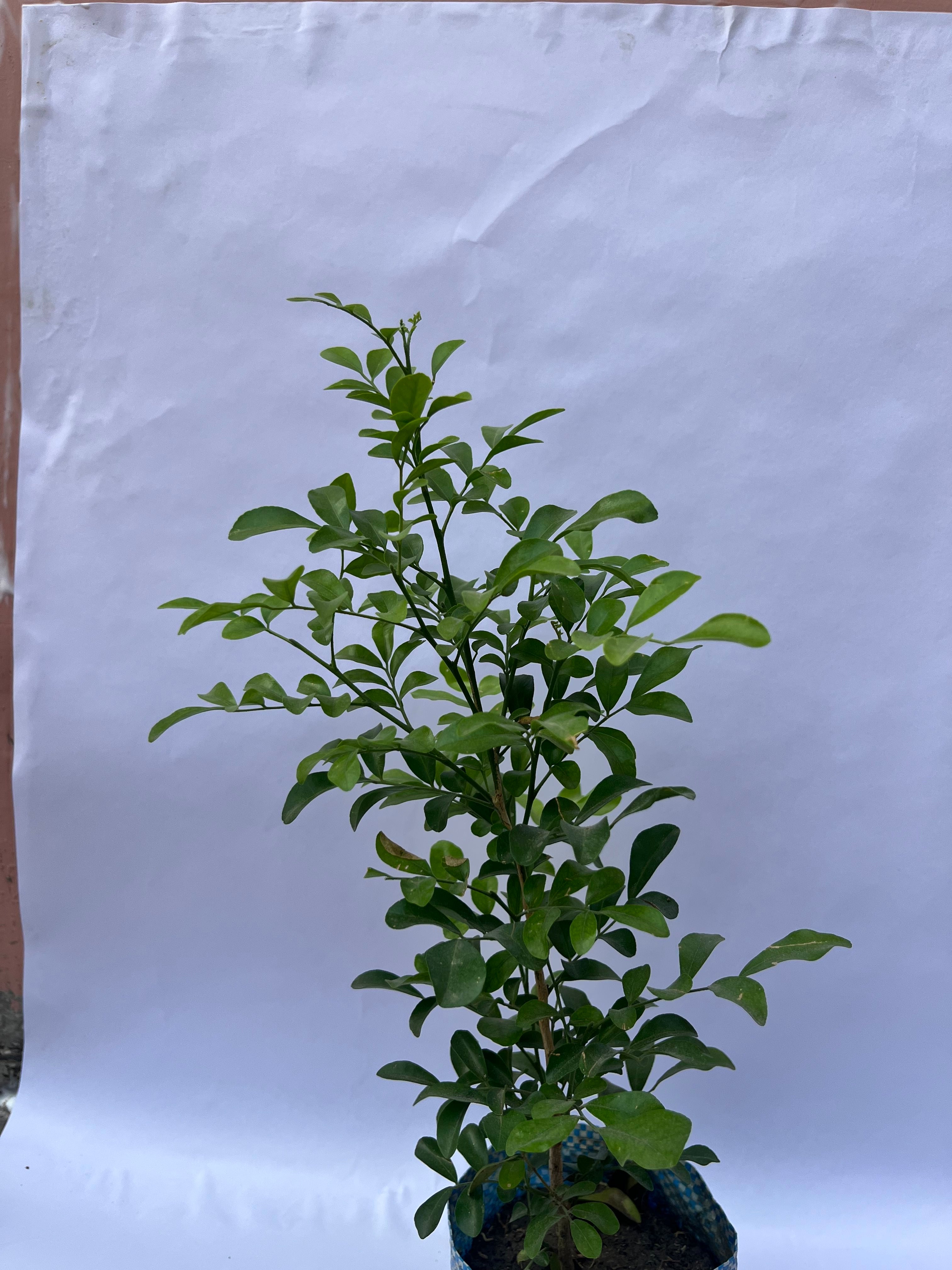 Murraya Paniculata (Kamini Plant / Orange Jasmine) – Fragrant Indoor & Outdoor Plant | ExcellentPlant