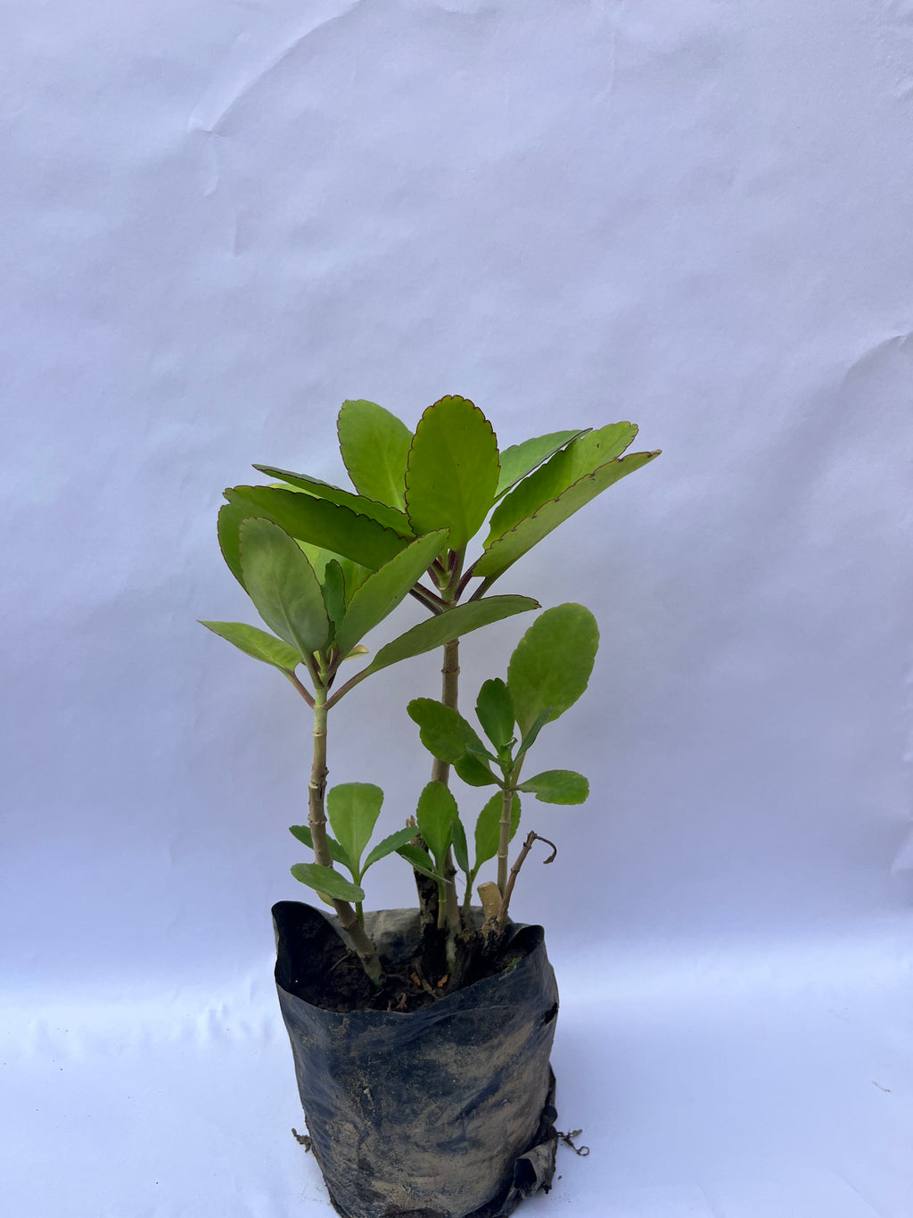 Kalanchoe Pinnata (Patharchatta / Miracle Leaf Plant) – Medicinal & Air Purifying Succulent | ExcellentPlant