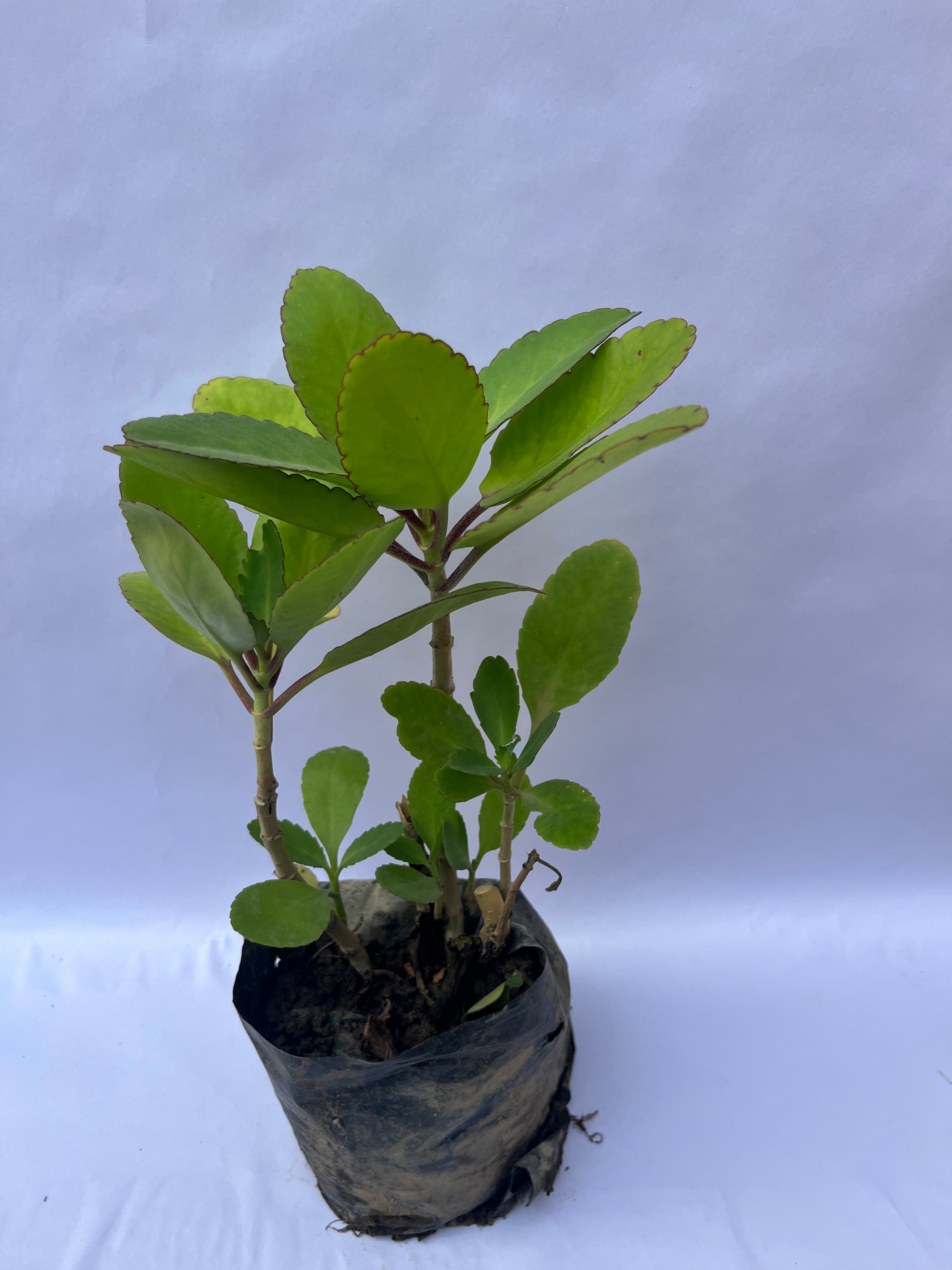 Kalanchoe Pinnata (Patharchatta / Miracle Leaf Plant) – Medicinal & Air Purifying Succulent | ExcellentPlant