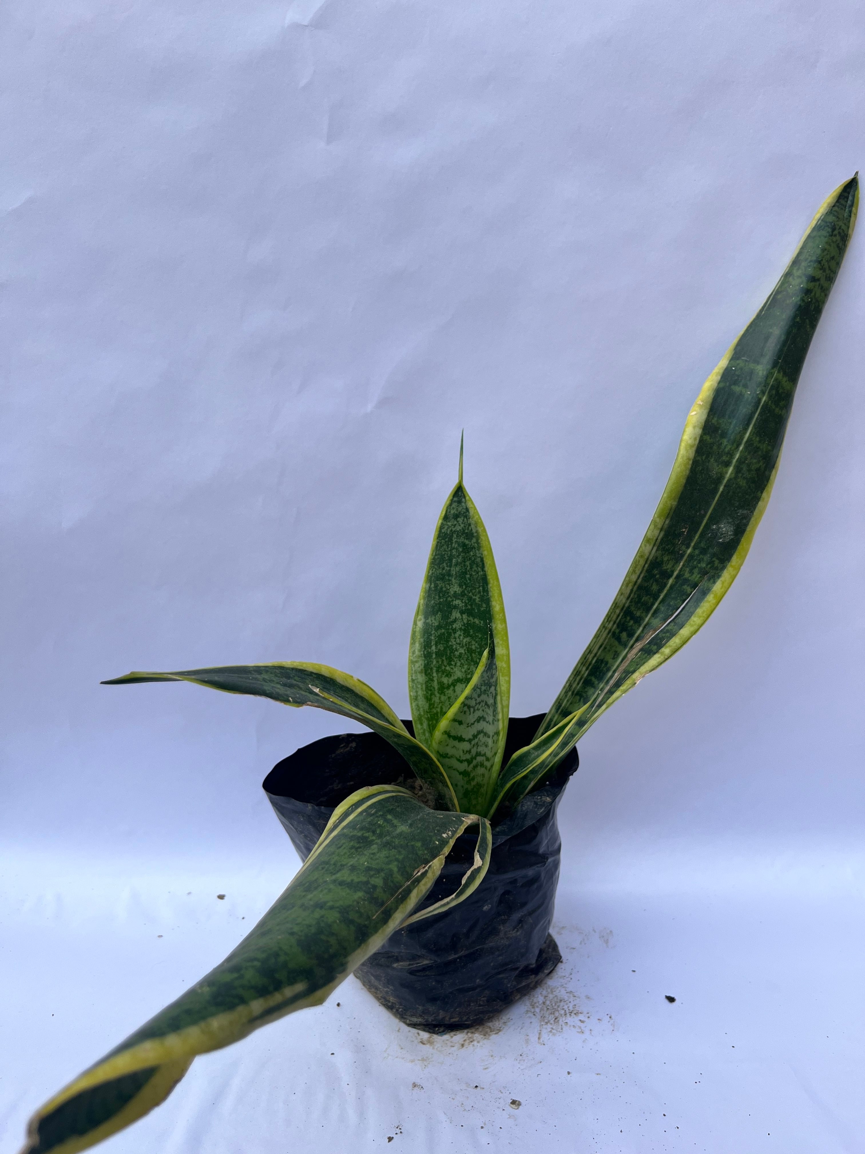 Snake Plant (Sansevieria trifasciata) – Air Purifying Indoor Plant | ExcellentPlant