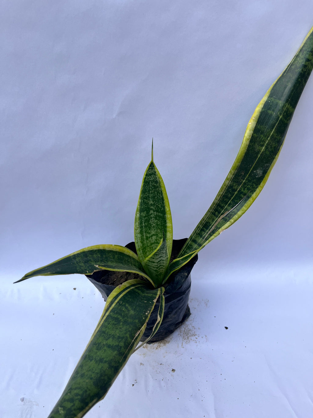 Snake Plant (Sansevieria trifasciata) – Air Purifying Indoor Plant | ExcellentPlant