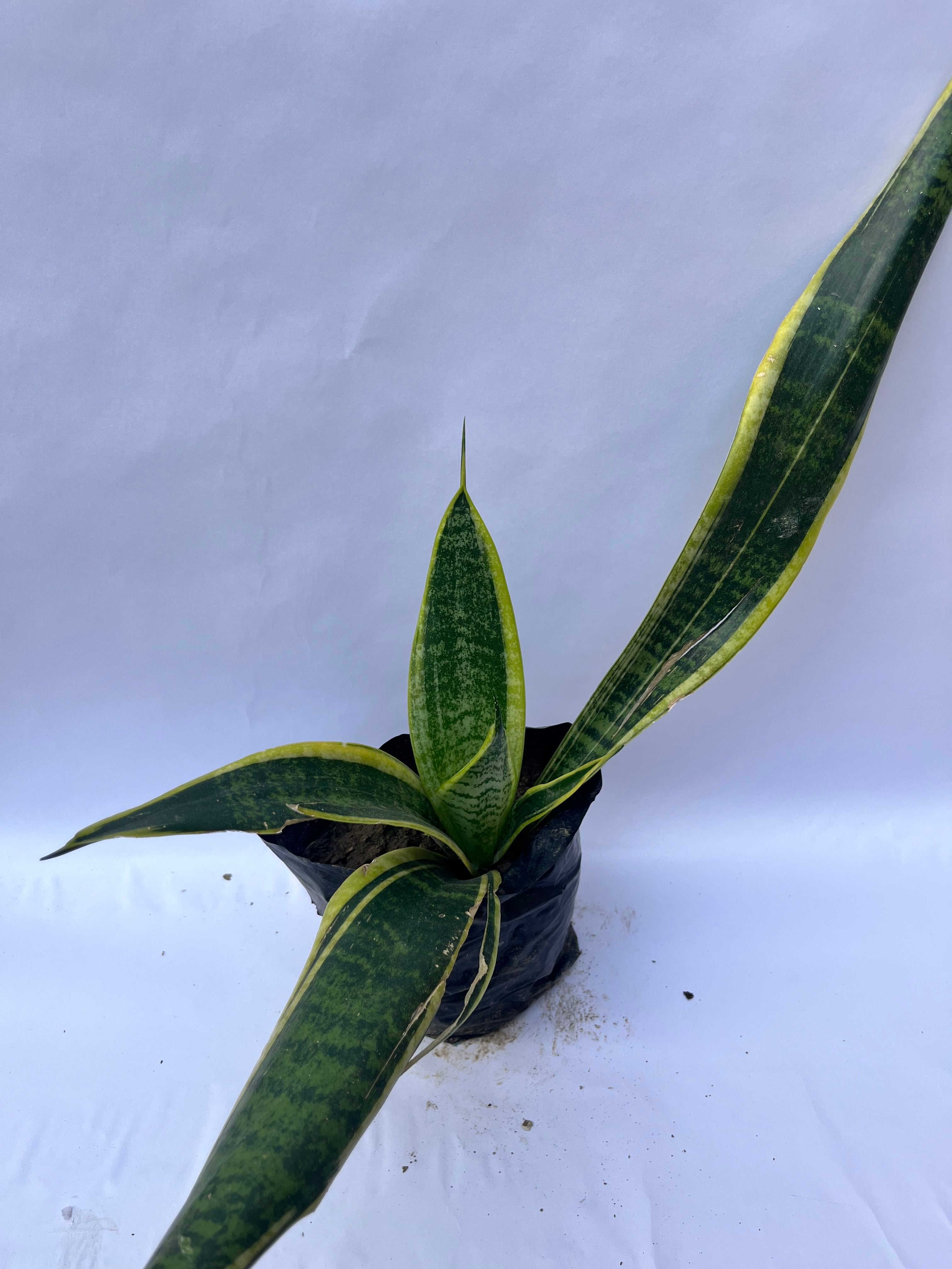 Snake Plant (Sansevieria trifasciata) – Air Purifying Indoor Plant | ExcellentPlant