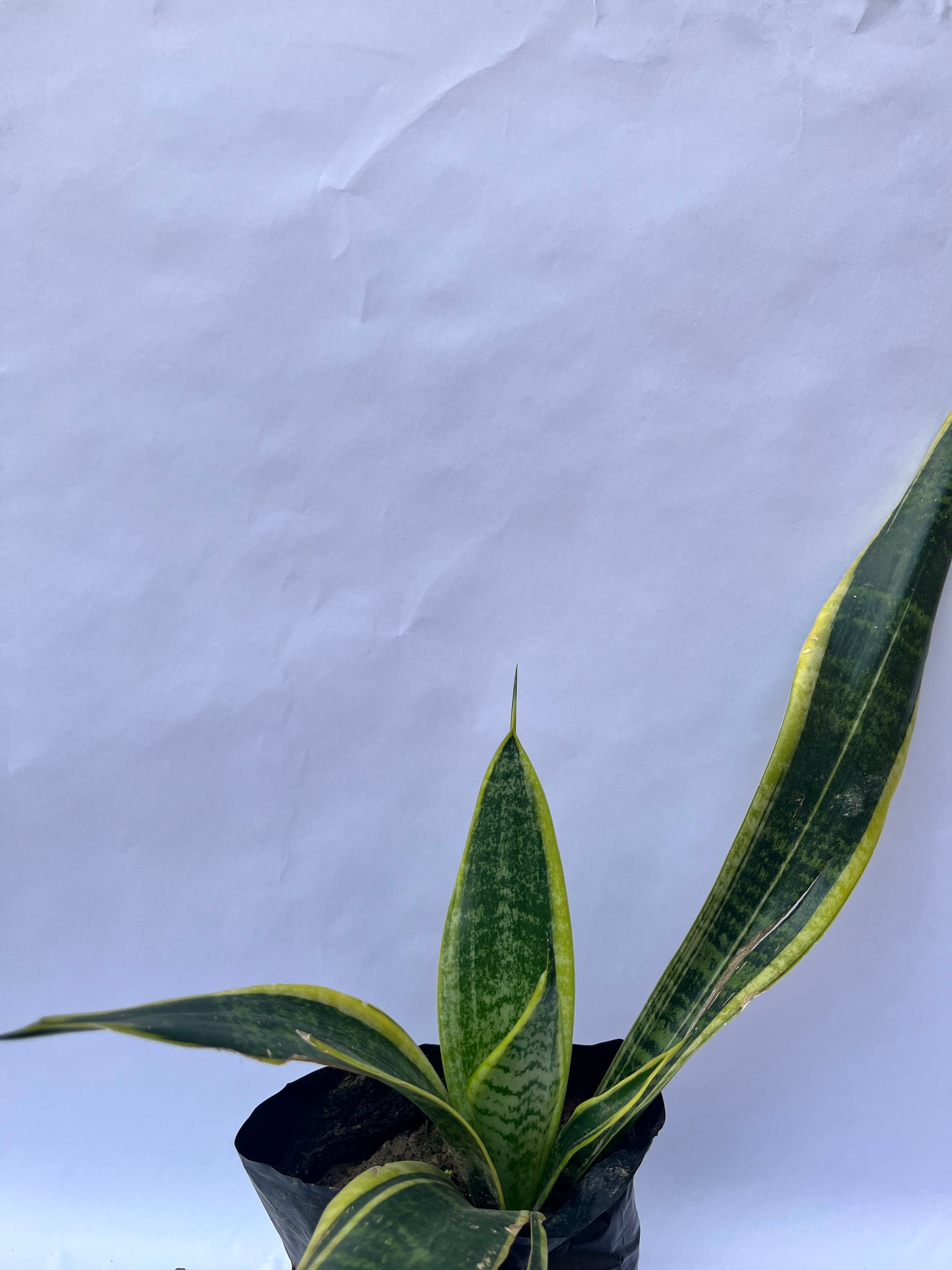 Snake Plant (Sansevieria trifasciata) – Air Purifying Indoor Plant | ExcellentPlant