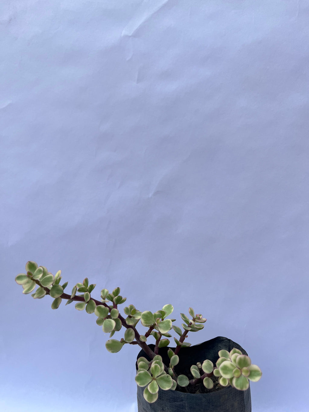 Variegated Elephant Bush (Portulacaria afra ‘Variegata’) – Indoor Succulent Plant | ExcellentPlant