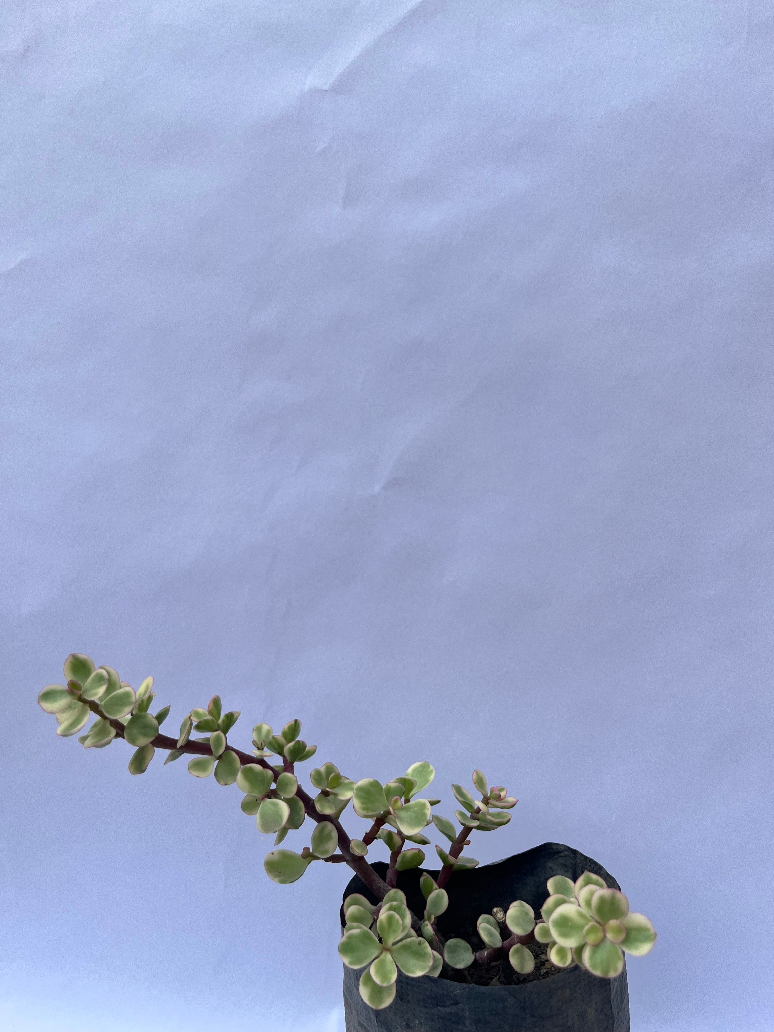 Variegated Elephant Bush (Portulacaria afra ‘Variegata’) – Indoor Succulent Plant | ExcellentPlant