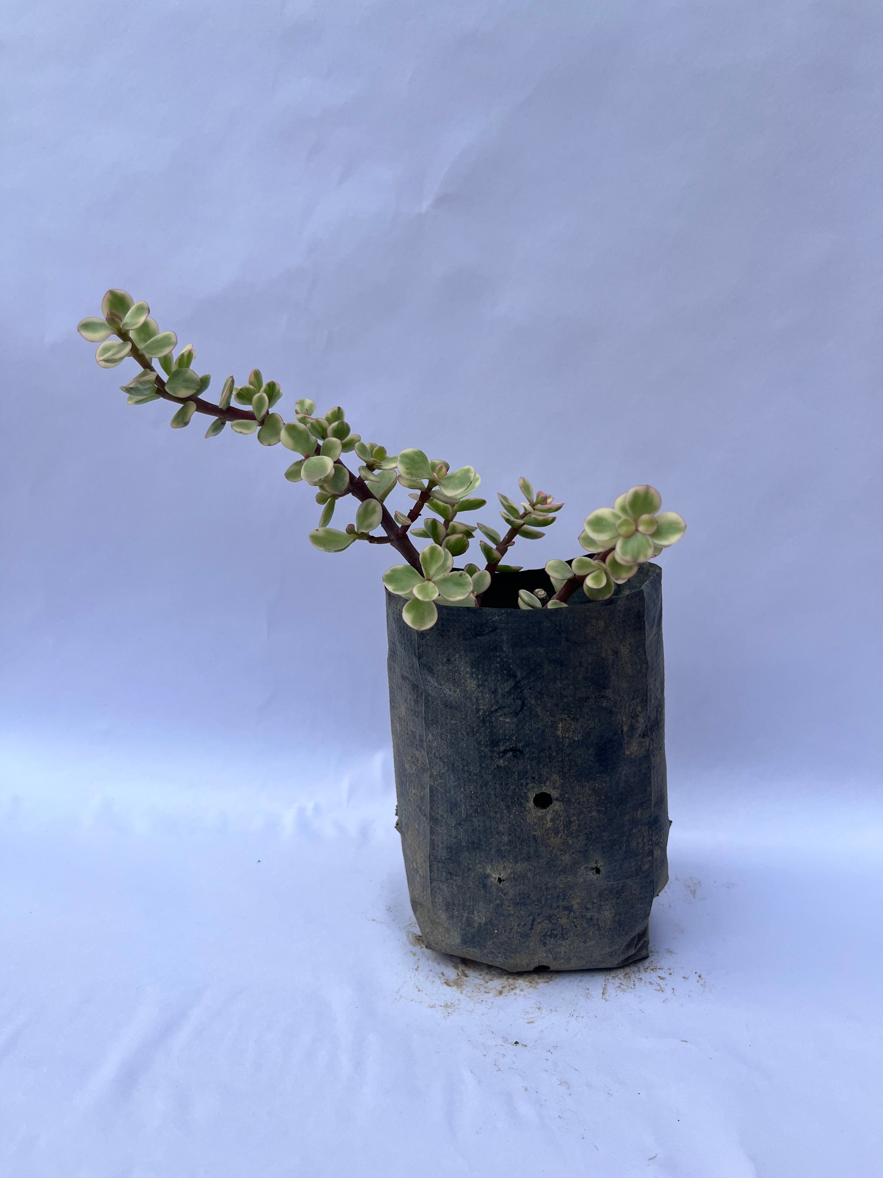 Variegated Elephant Bush (Portulacaria afra ‘Variegata’) – Indoor Succulent Plant | ExcellentPlant