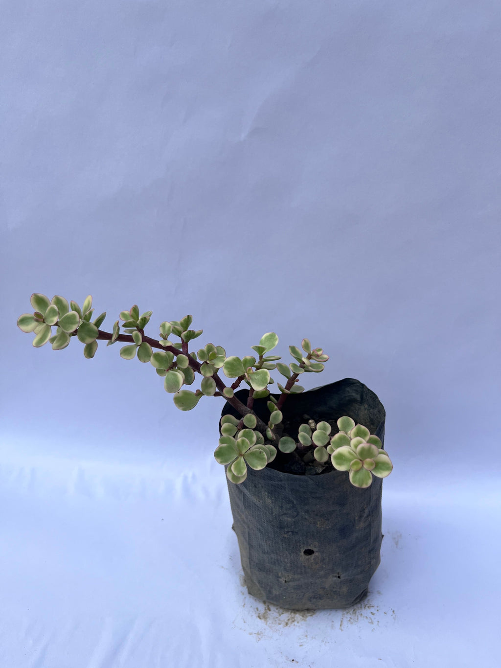 Variegated Elephant Bush (Portulacaria afra ‘Variegata’) – Indoor Succulent Plant | ExcellentPlant