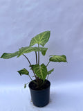 Syngonium Green (Arrowhead Plant) – Indoor Air Purifying Plant | ExcellentPlant