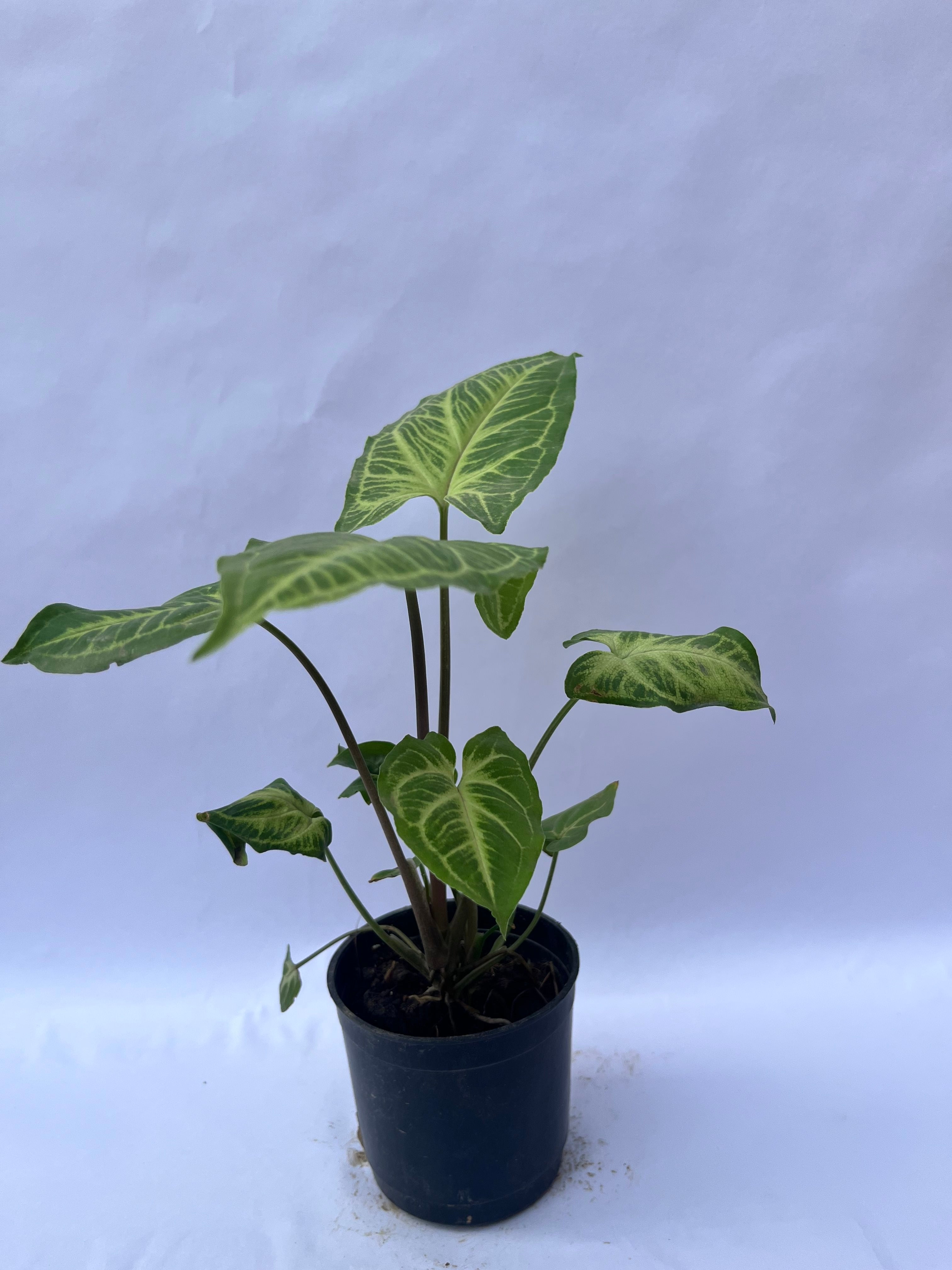 Syngonium Green (Arrowhead Plant) – Indoor Air Purifying Plant | ExcellentPlant