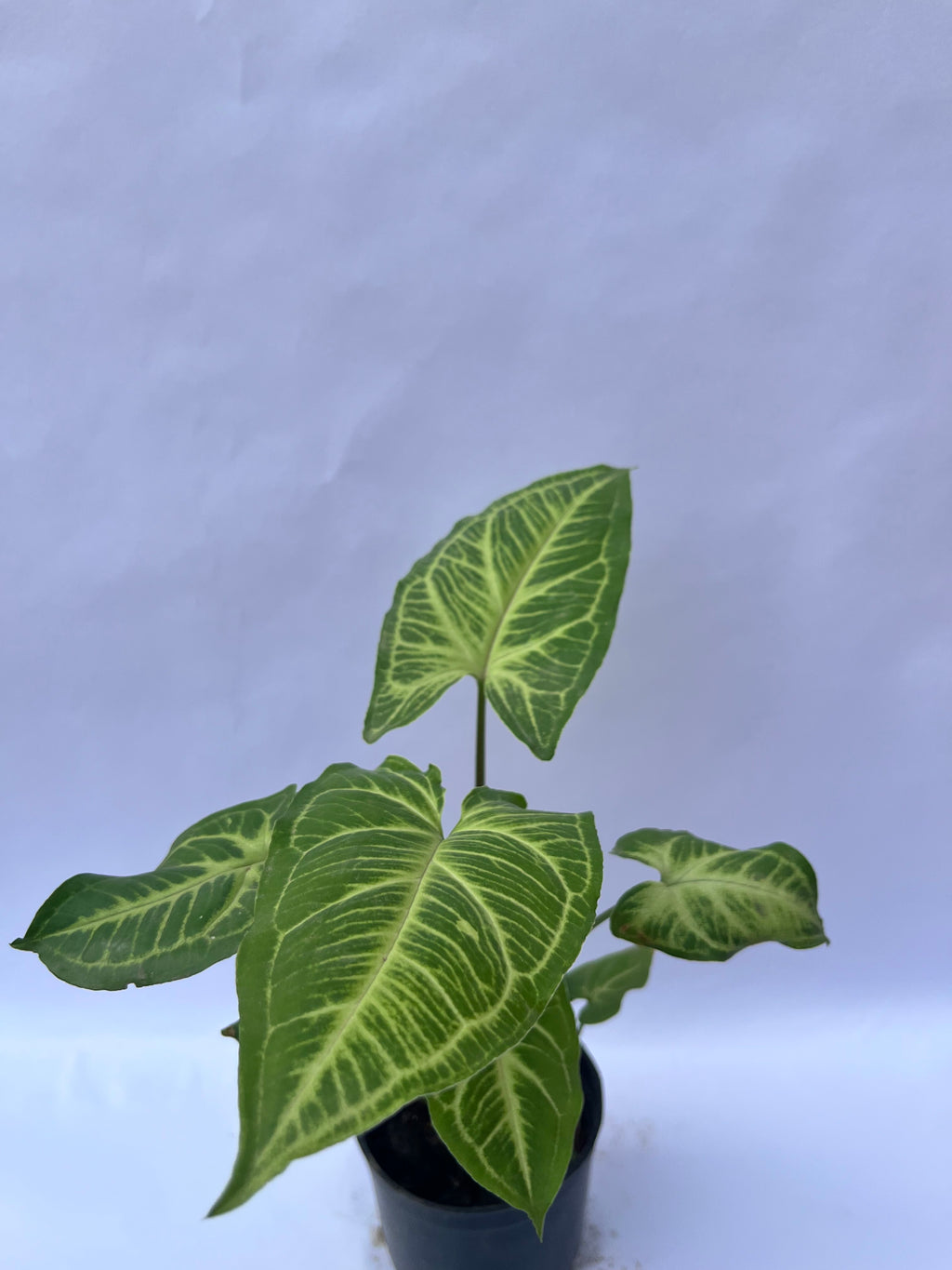Syngonium Green (Arrowhead Plant) – Indoor Air Purifying Plant | ExcellentPlant