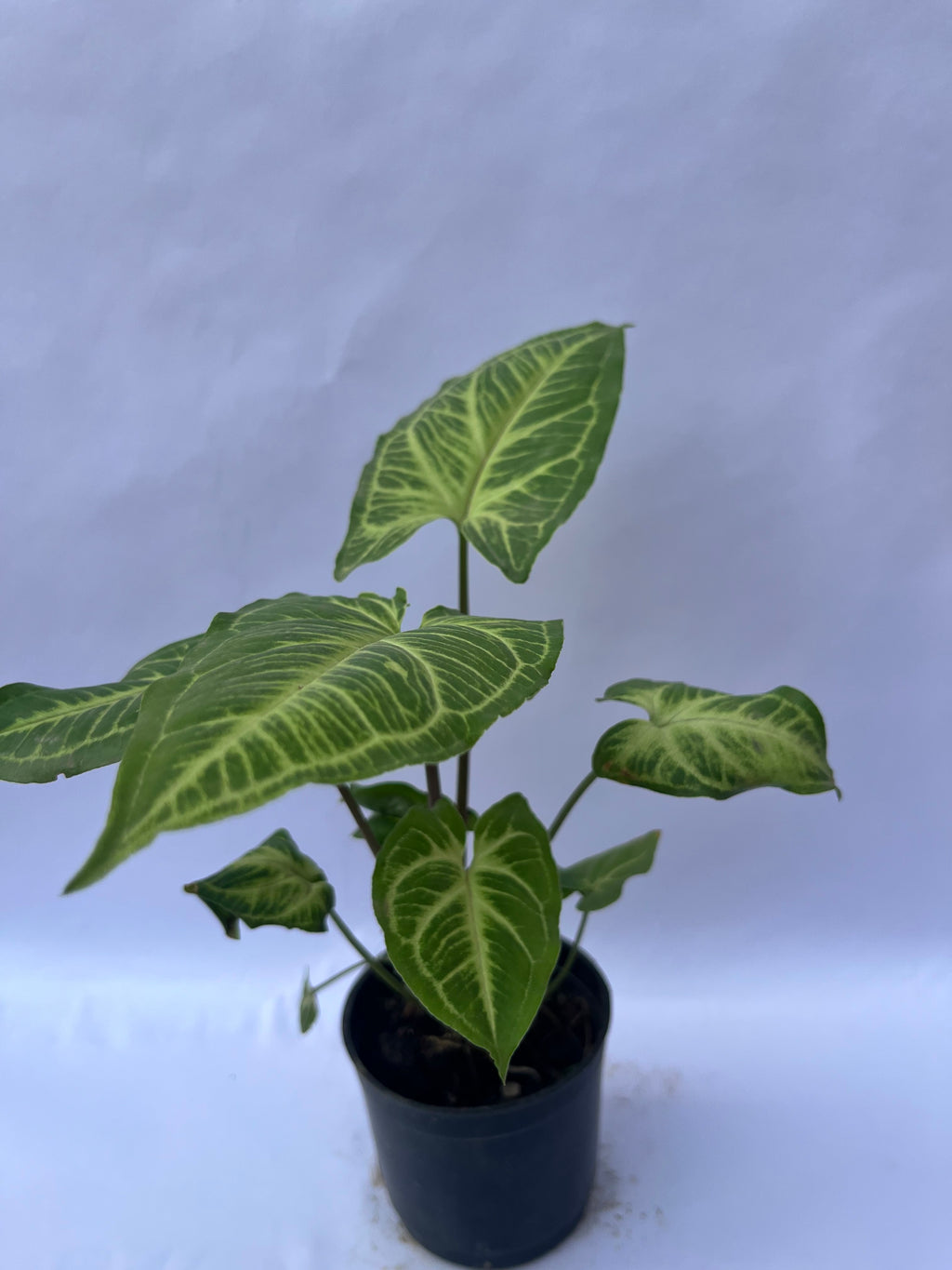 Syngonium Green (Arrowhead Plant) – Indoor Air Purifying Plant | ExcellentPlant