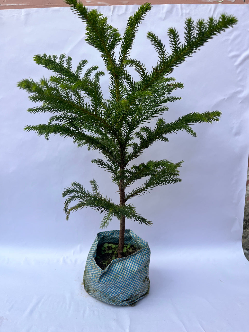 Araucaria Plant (Christmas Tree / Norfolk Island Pine) – Indoor & Outdoor Decorative Plant | ExcellentPlant