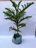 Araucaria Plant (Christmas Tree / Norfolk Island Pine) – Indoor & Outdoor Decorative Plant | ExcellentPlant