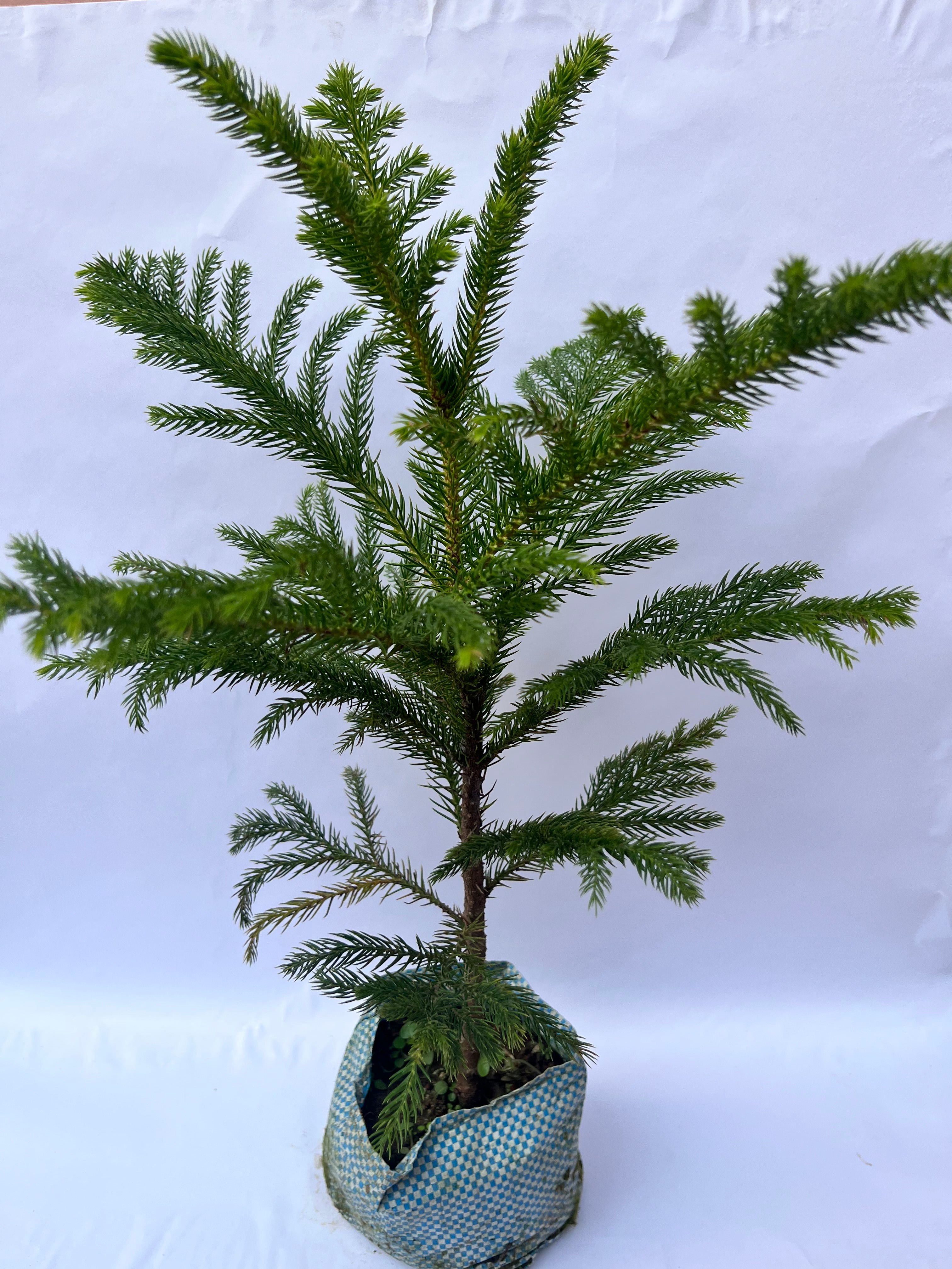 Araucaria Plant (Christmas Tree / Norfolk Island Pine) – Indoor & Outdoor Decorative Plant | ExcellentPlant