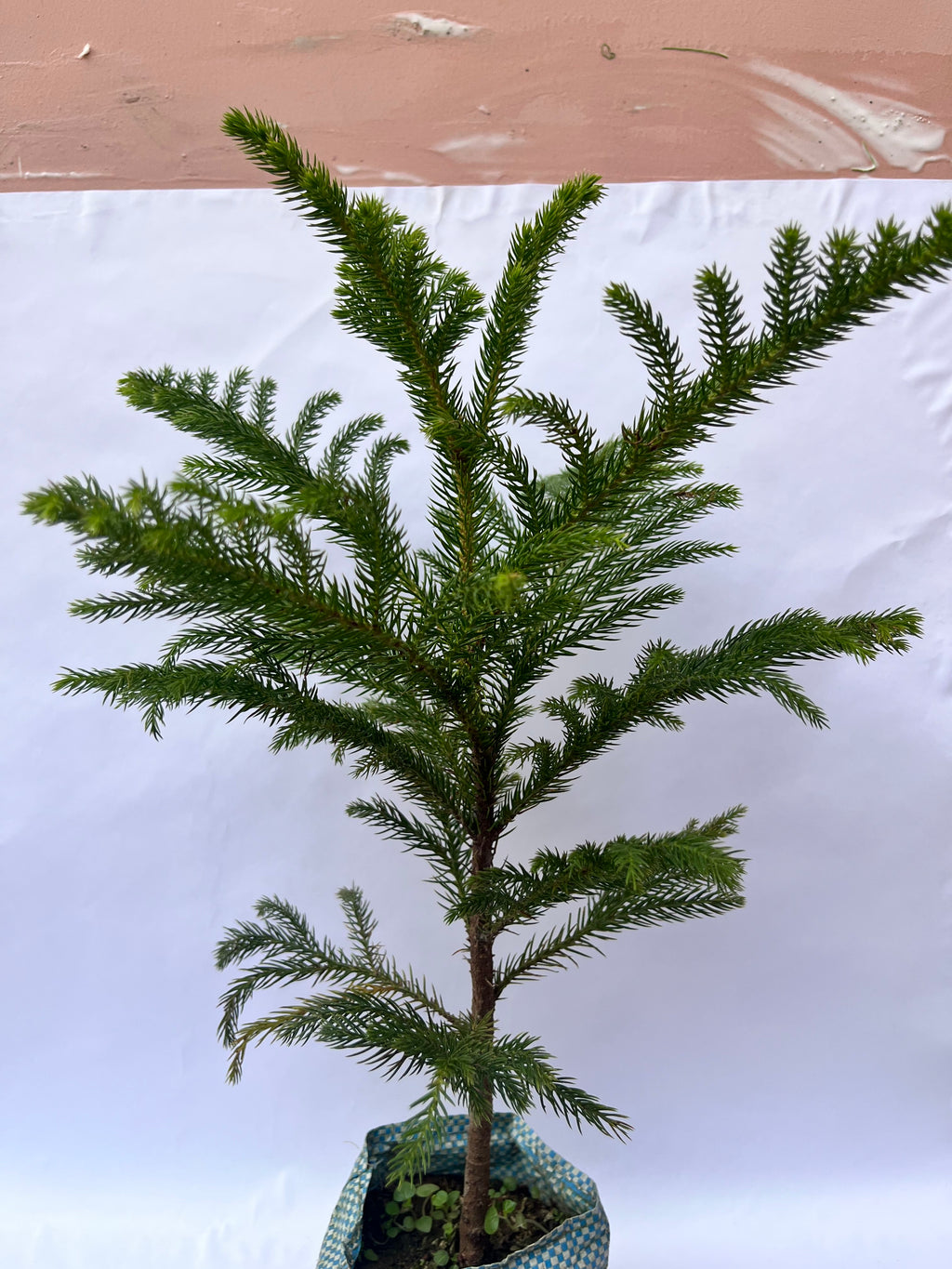 Araucaria Plant (Christmas Tree / Norfolk Island Pine) – Indoor & Outdoor Decorative Plant | ExcellentPlant