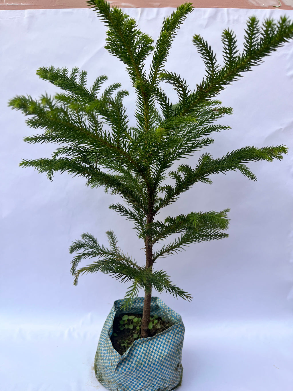 Araucaria Plant (Christmas Tree / Norfolk Island Pine) – Indoor & Outdoor Decorative Plant | ExcellentPlant
