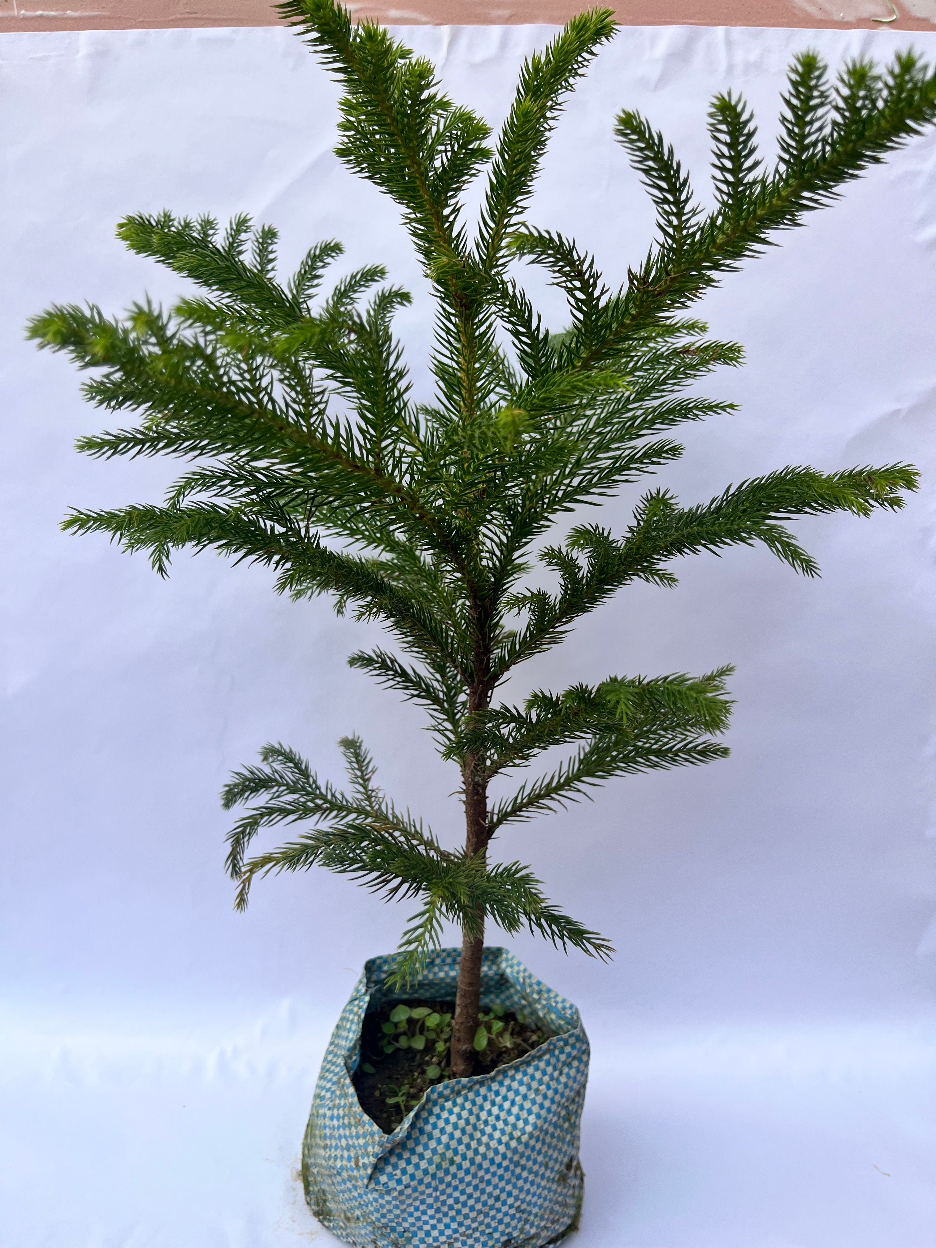 Araucaria Plant (Christmas Tree / Norfolk Island Pine) – Indoor & Outdoor Decorative Plant | ExcellentPlant