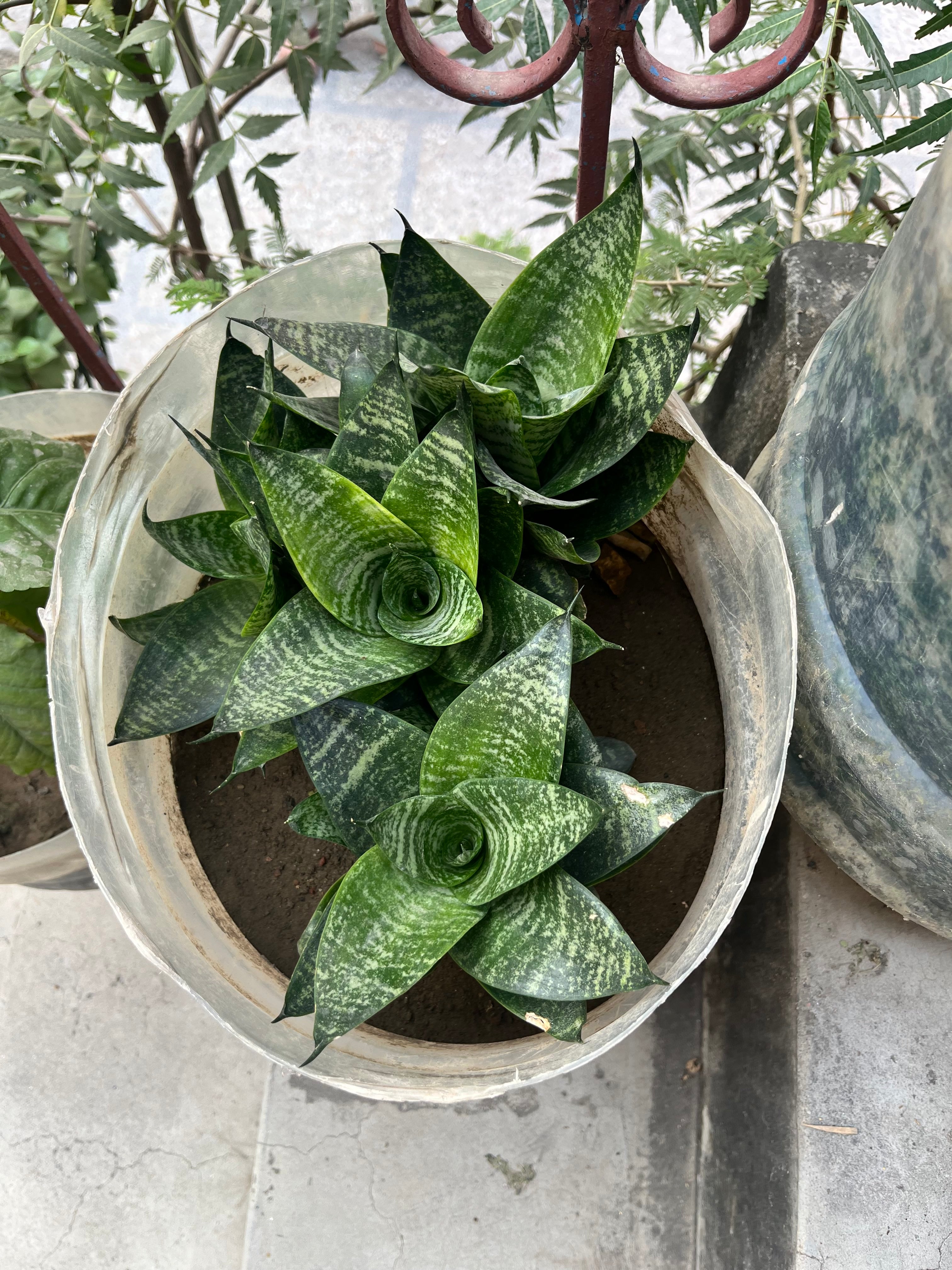Bird’s Nest Snake Plant (Sansevieria Hahnii) – Air Purifying Indoor Plant | ExcellentPlant