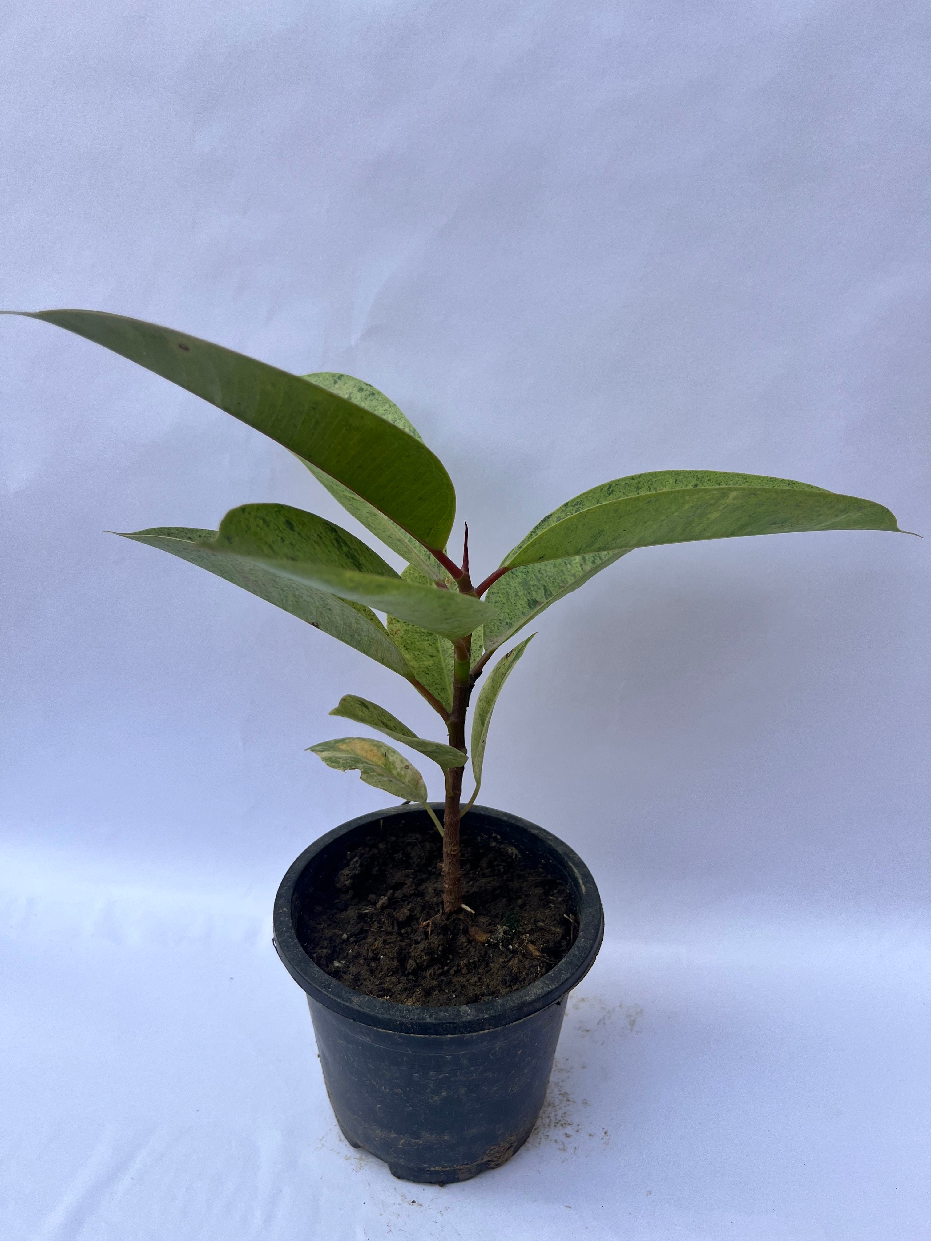 Rubber Plant (Ficus Elastica) – Air Purifying Indoor Plant | ExcellentPlant
