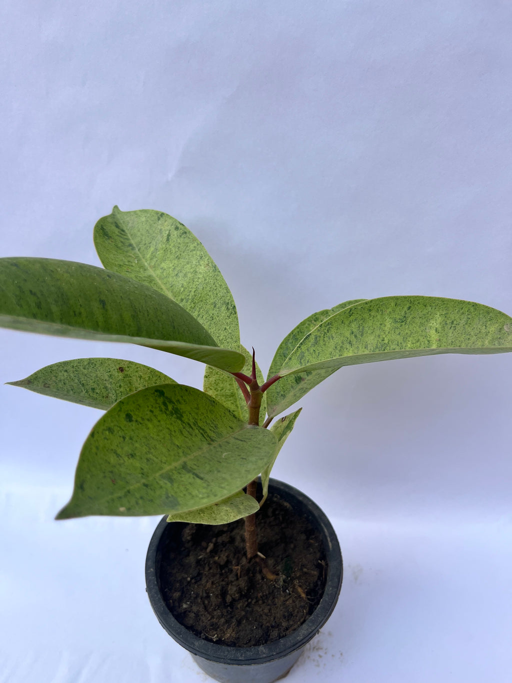 Rubber Plant (Ficus Elastica) – Air Purifying Indoor Plant | ExcellentPlant