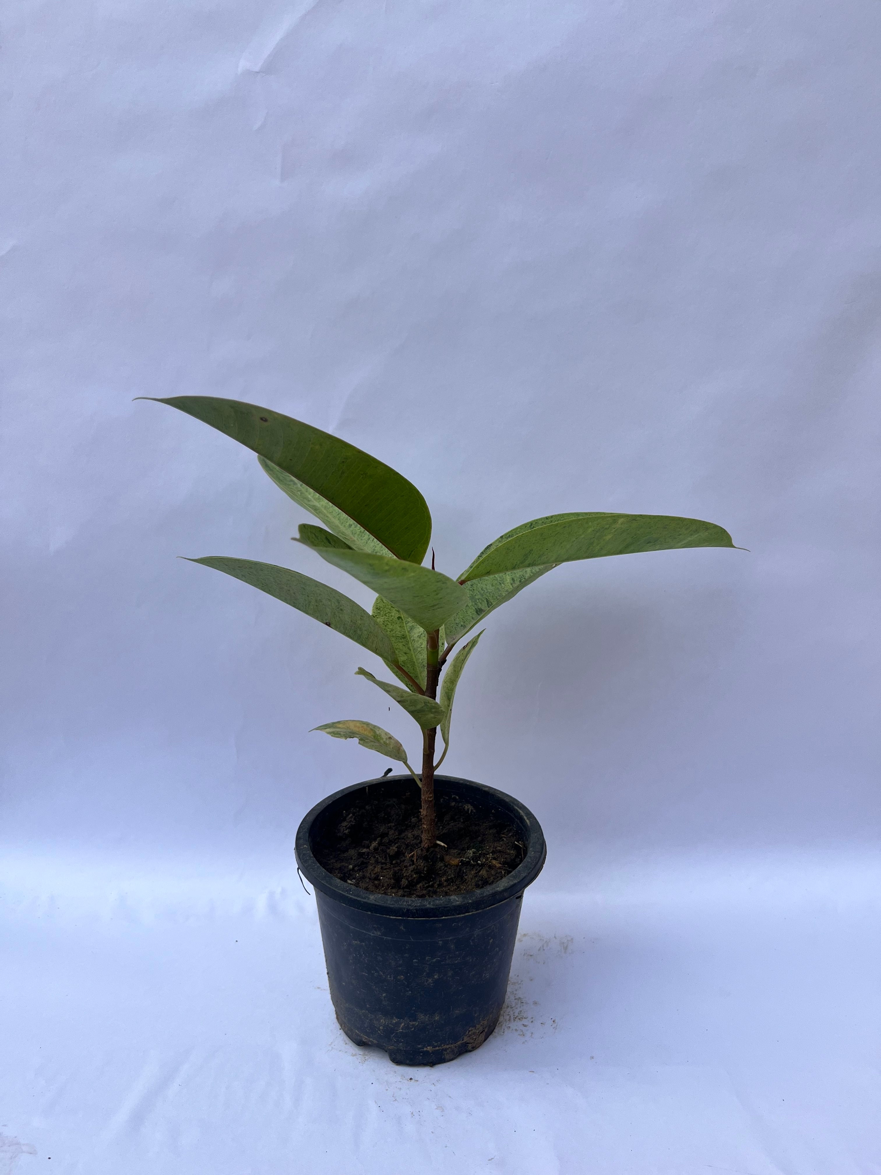 Rubber Plant (Ficus Elastica) – Air Purifying Indoor Plant | ExcellentPlant