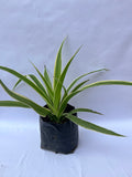 Spider Plant (Chlorophytum comosum ‘Vittatum’) – Air Purifying Indoor Plant | ExcellentPlant