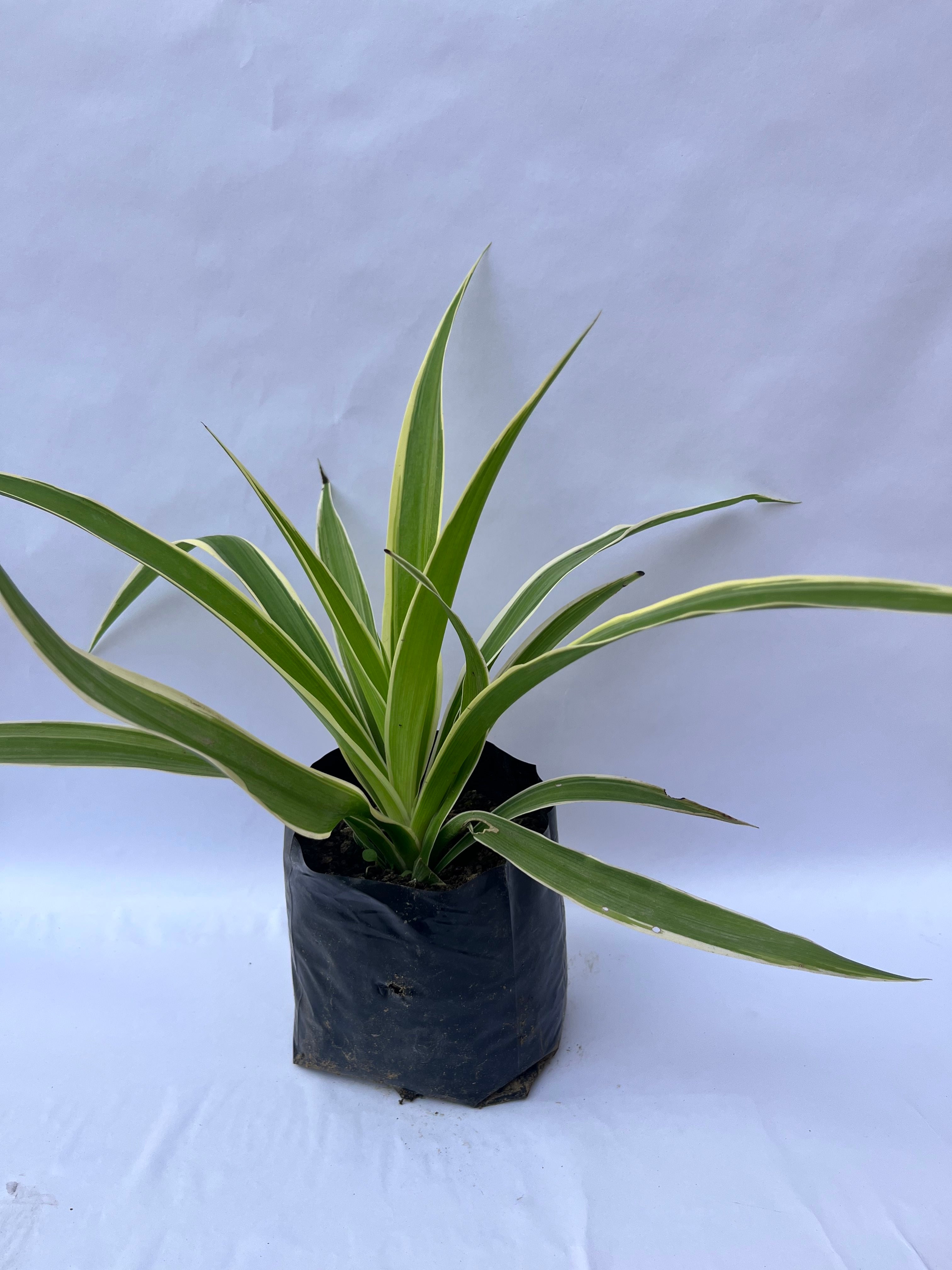 Spider Plant (Chlorophytum comosum ‘Vittatum’) – Air Purifying Indoor Plant | ExcellentPlant