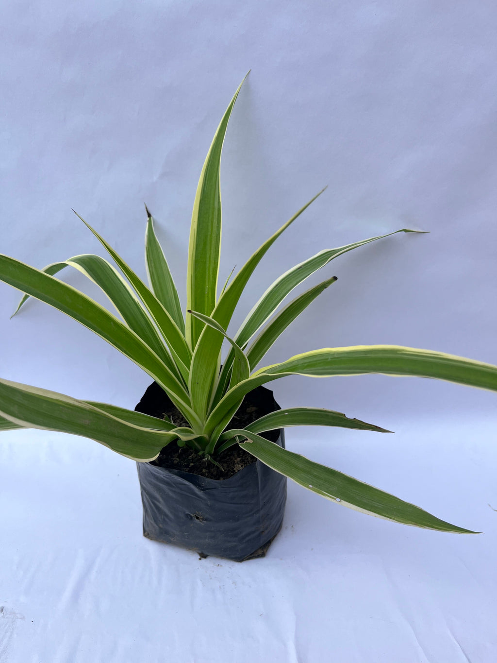 Spider Plant (Chlorophytum comosum ‘Vittatum’) – Air Purifying Indoor Plant | ExcellentPlant