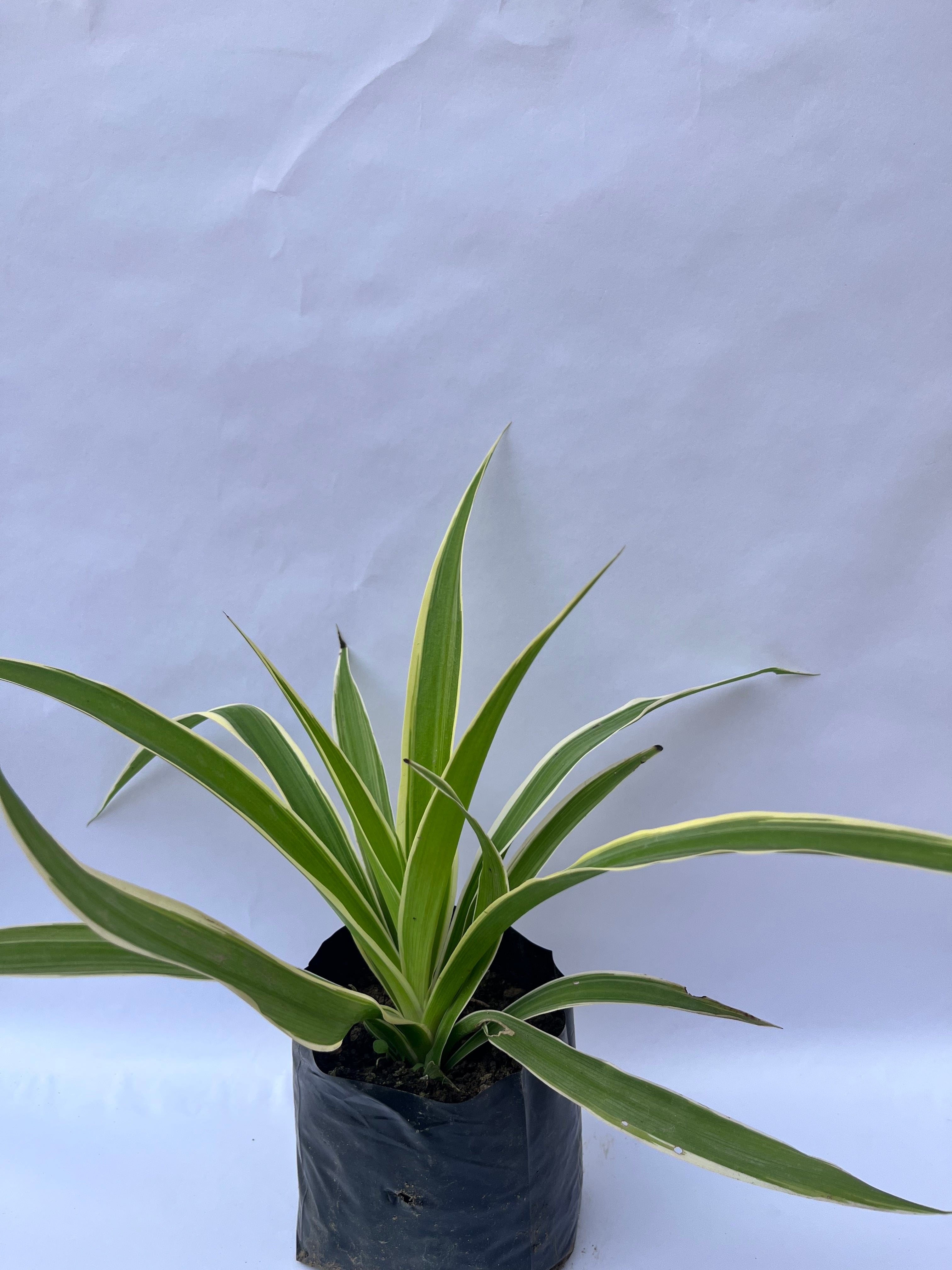 Spider Plant (Chlorophytum comosum ‘Vittatum’) – Air Purifying Indoor Plant | ExcellentPlant